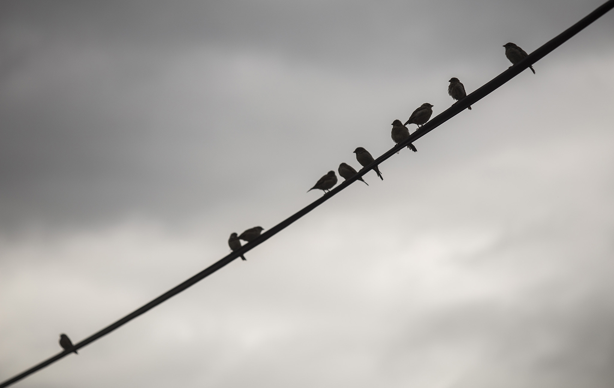 Canon EF 80-200mm f/2.8L sample photo. (not) angry birds photography
