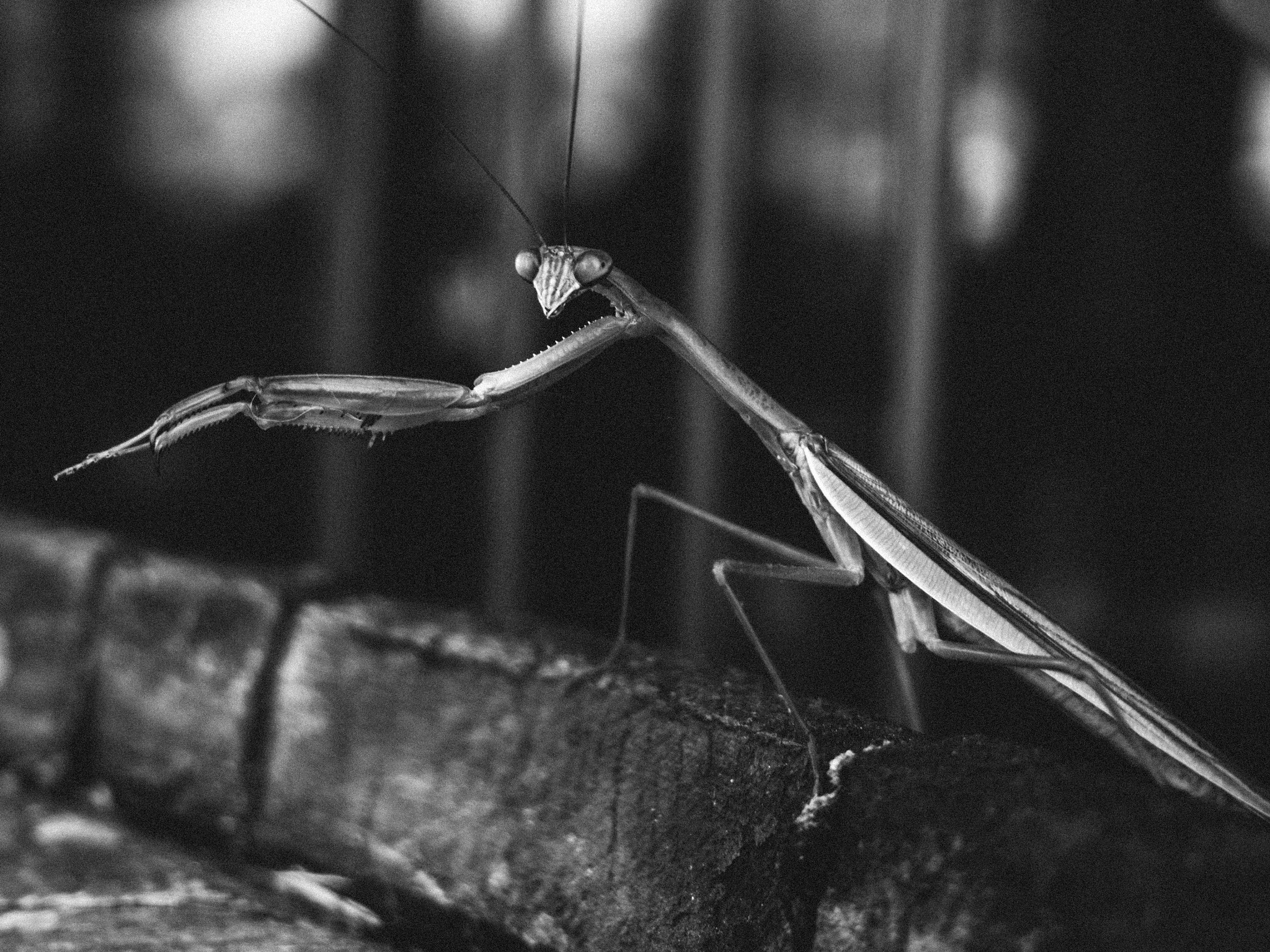 Olympus PEN E-PL6 sample photo. Hop mantis photography