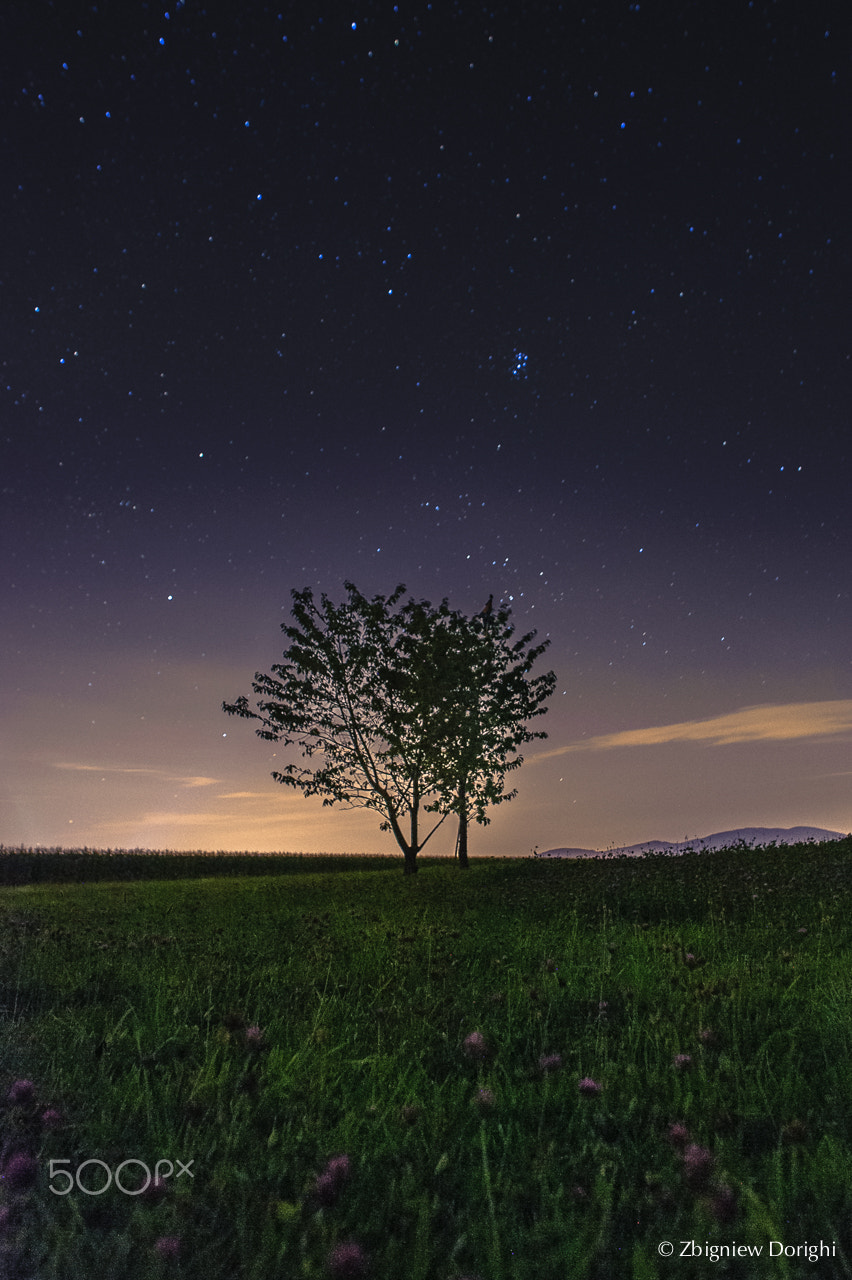 Nikon D700 + Sigma 24mm F1.8 EX DG Aspherical Macro sample photo. The tree and the stars photography