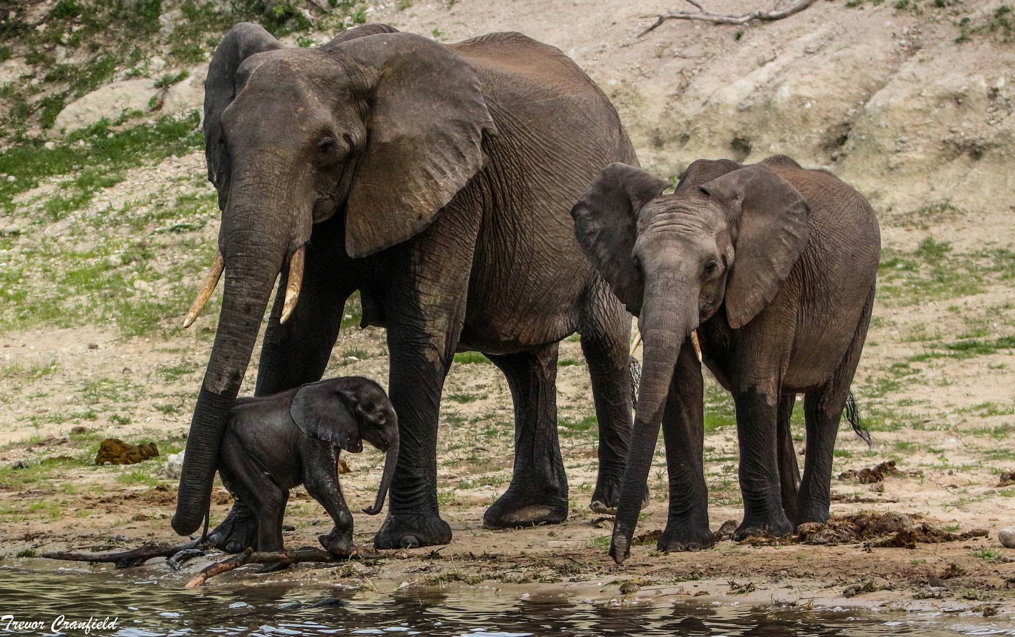 Tamron SP 150-600mm F5-6.3 Di VC USD sample photo. Elephants and baby photography