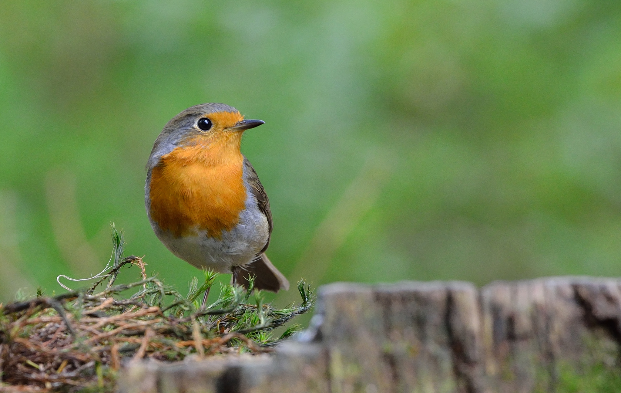 Nikon D600 + Nikon AF-S Nikkor 500mm F4G ED VR sample photo. Roodborst photography