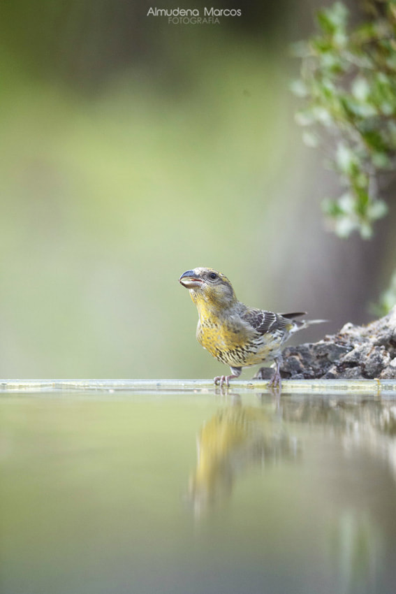 Canon EOS-1D X + Canon EF 400mm f/2.8L sample photo. En clave de verde photography