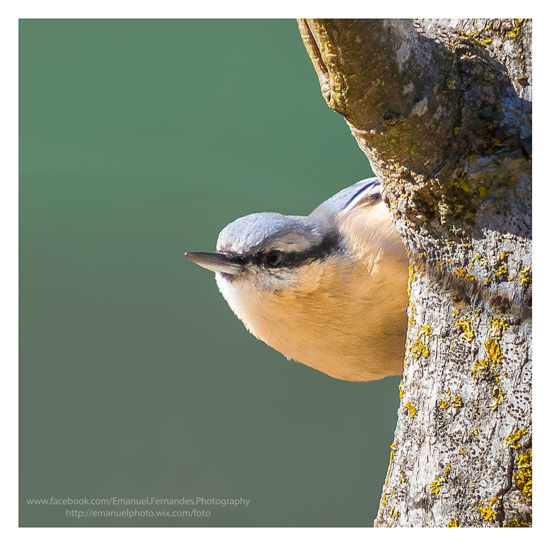 Sony Alpha DSLR-A580 sample photo. Trepadeira-azul (sitta europaea) photography