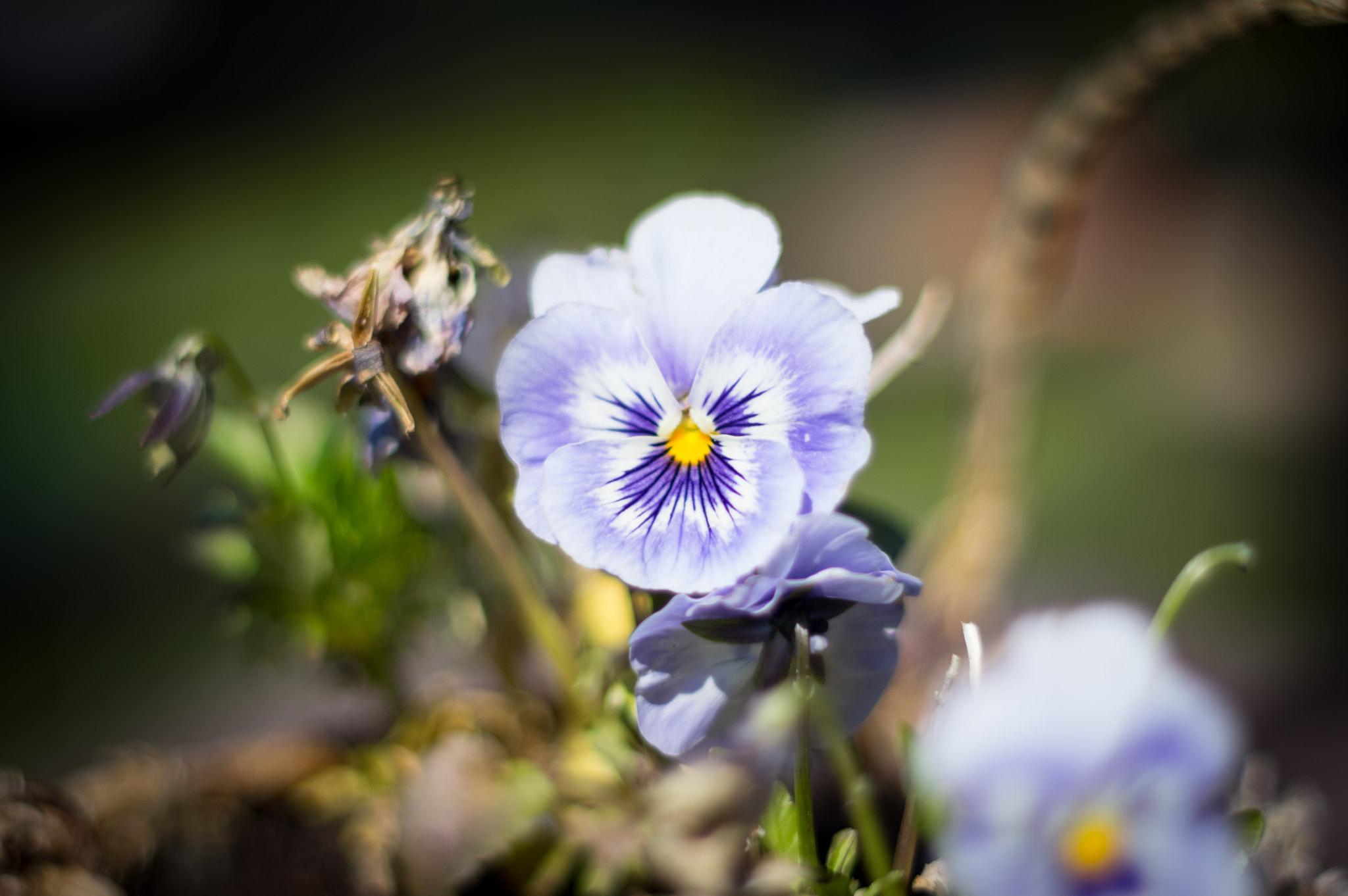 Pentax K-3 + Pentax smc FA 50mm F1.4 sample photo. Istebna photography