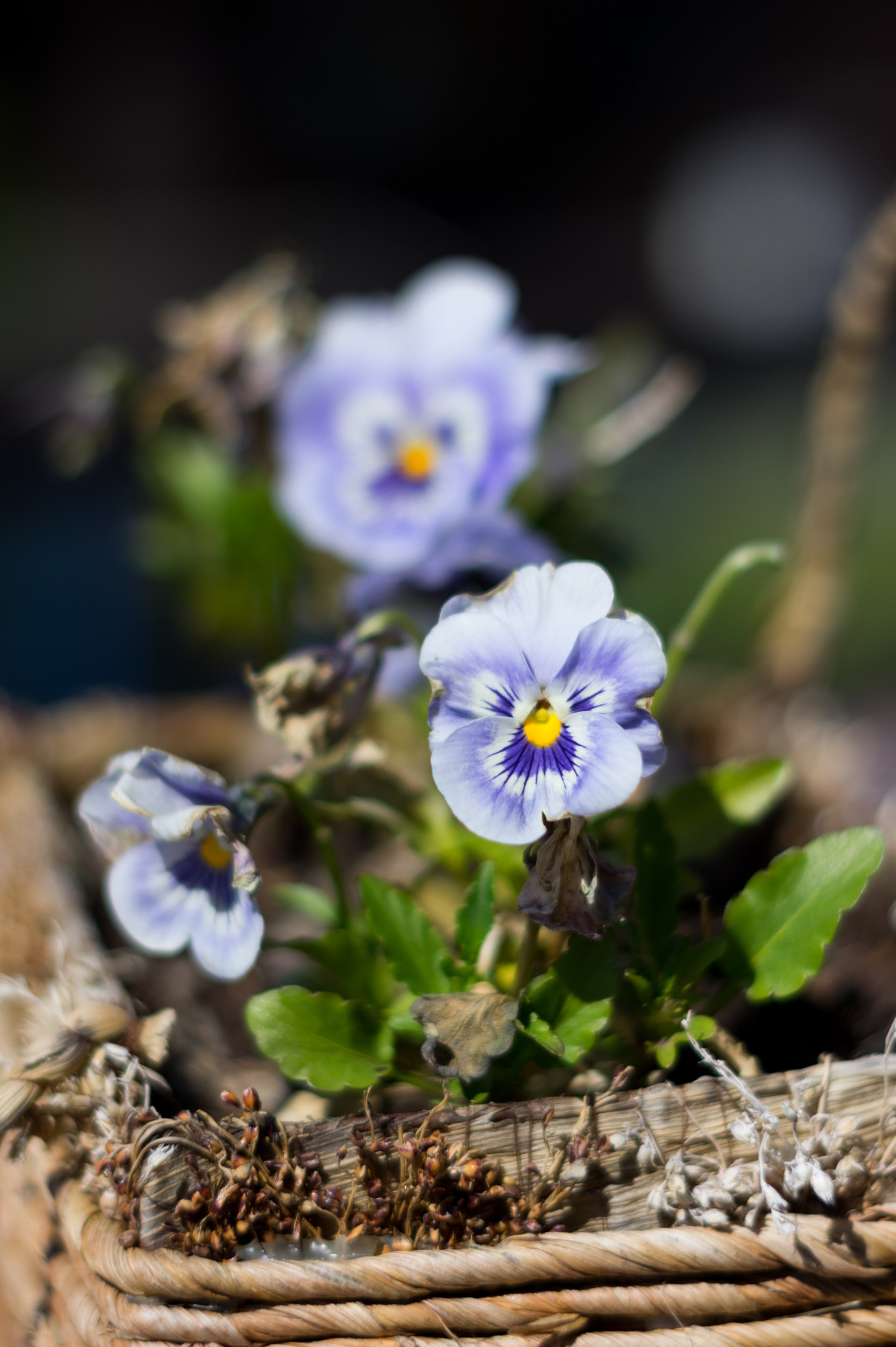 Pentax K-3 + Pentax smc FA 50mm F1.4 sample photo. Istebna photography