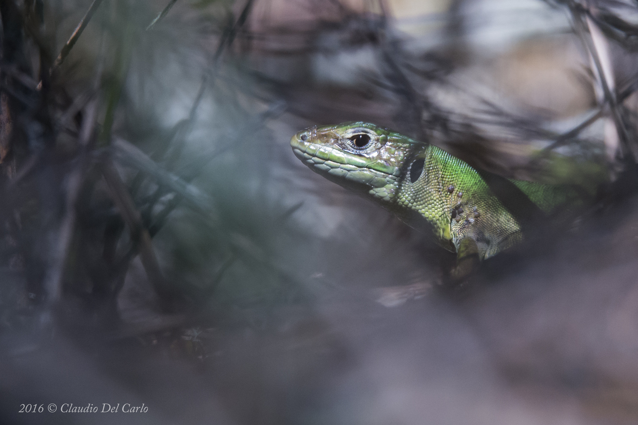 Sigma 150-600mm F5-6.3 DG OS HSM | S sample photo. Dsc photography