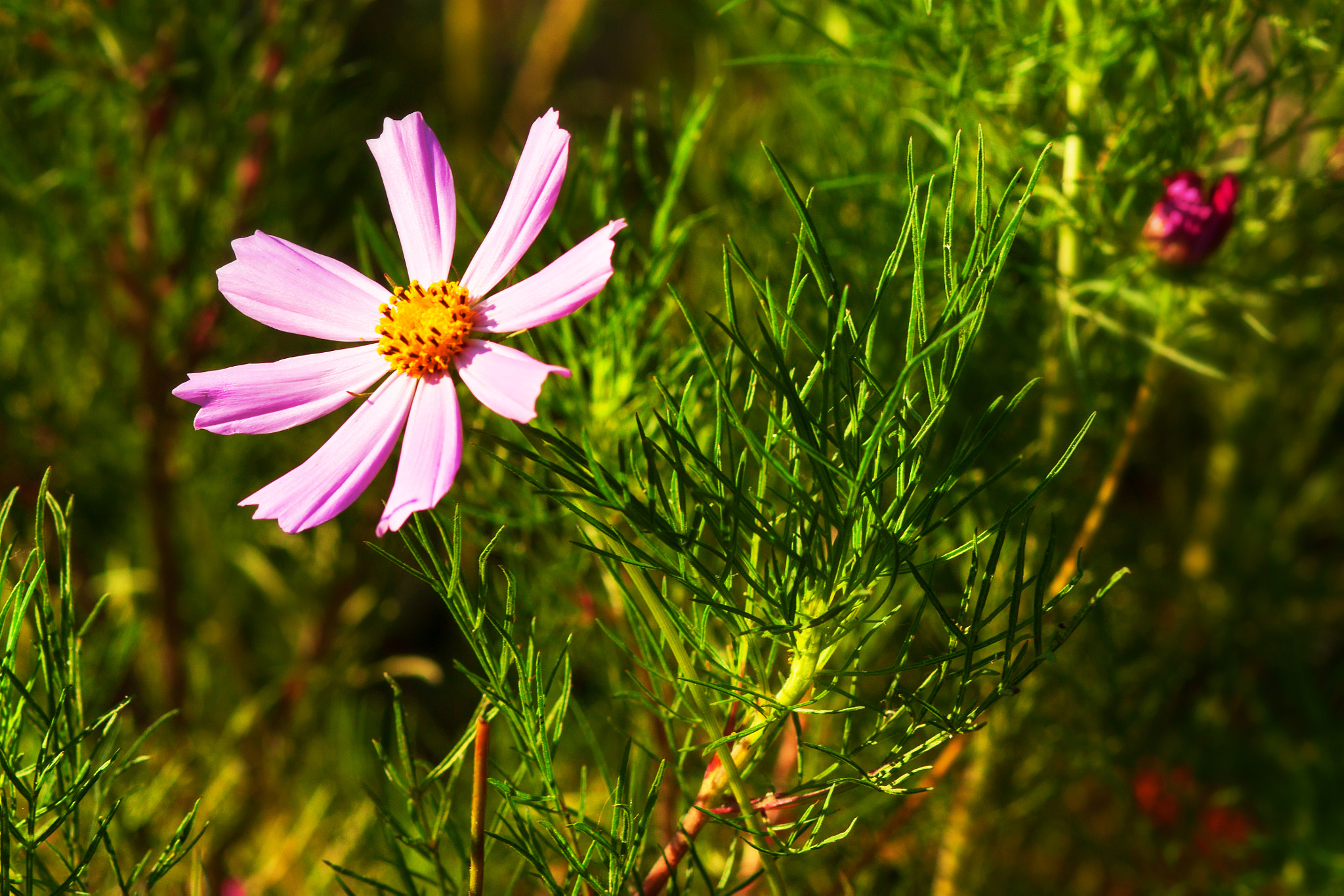 Canon EOS 500D (EOS Rebel T1i / EOS Kiss X3) + Canon EF 85mm F1.8 USM sample photo. Colorful wildflowers blossoming in field photography