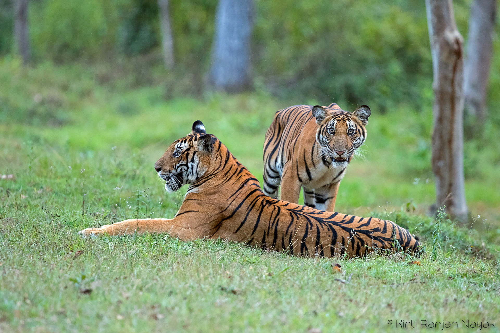 Canon EF 300mm F2.8L IS II USM sample photo. Tigress and cub photography