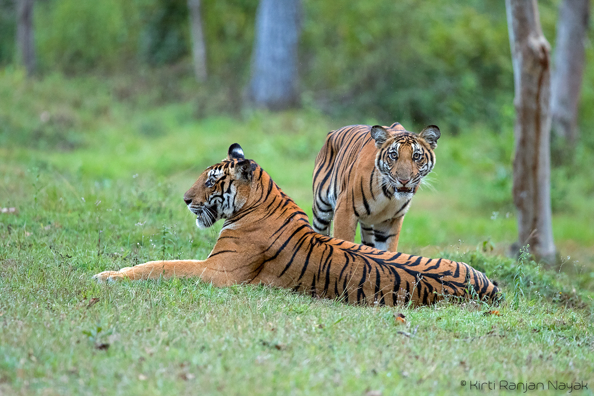 Canon EOS-1D X Mark II sample photo. Tigress and cub photography