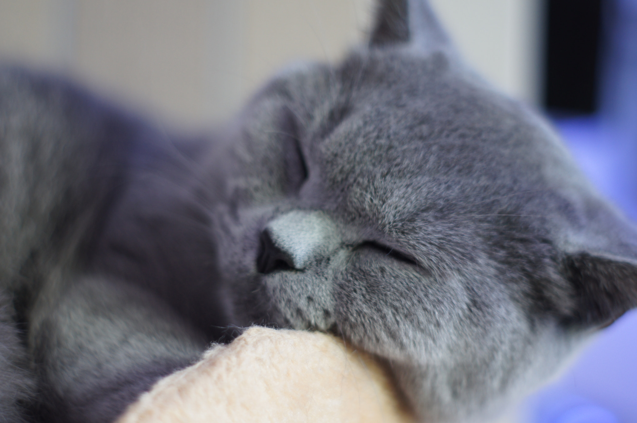 Sony Alpha DSLR-A580 + Minolta AF 50mm F1.7 sample photo