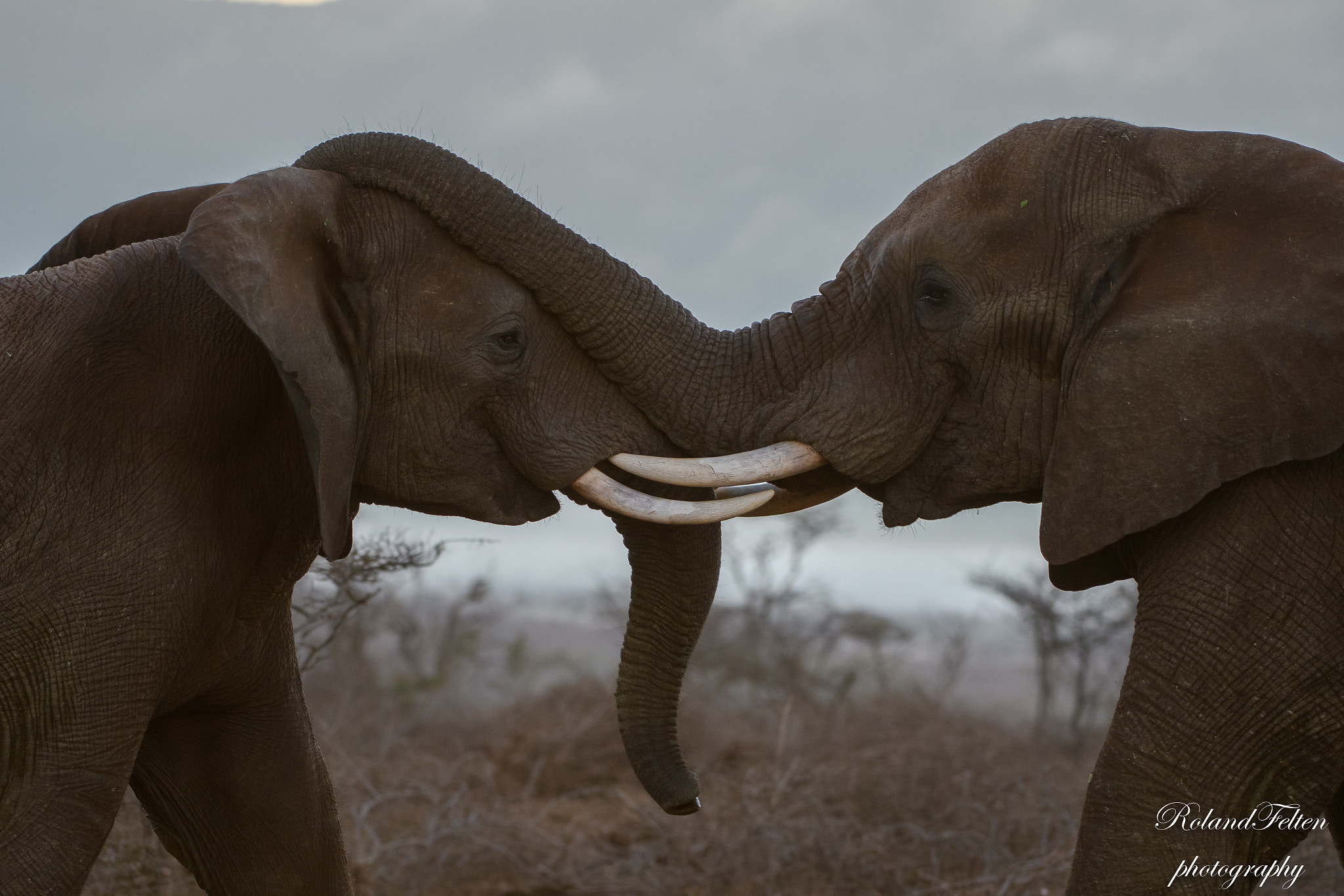 Nikon AF-S Nikkor 200-400mm F4G ED-IF VR sample photo. Playing elephants photography