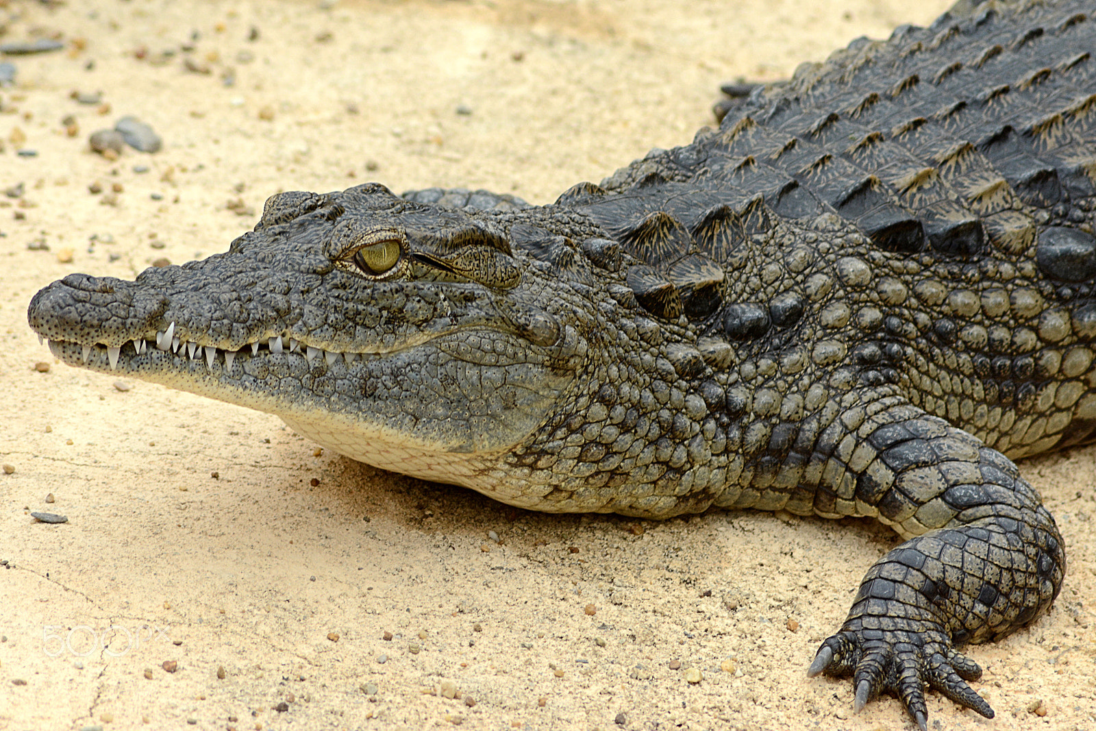 Nikon AF Nikkor 70-300mm F4-5.6G sample photo. Teeth photography