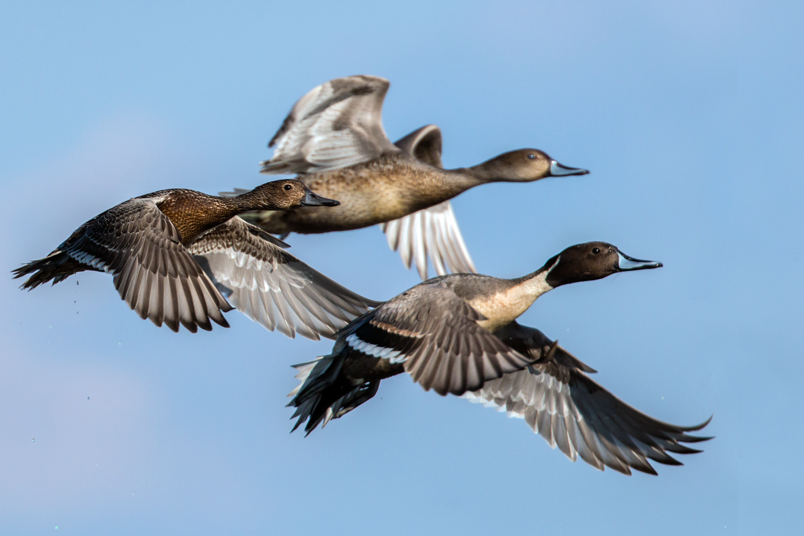 Canon EF 300mm F2.8L IS II USM sample photo. Codons photography
