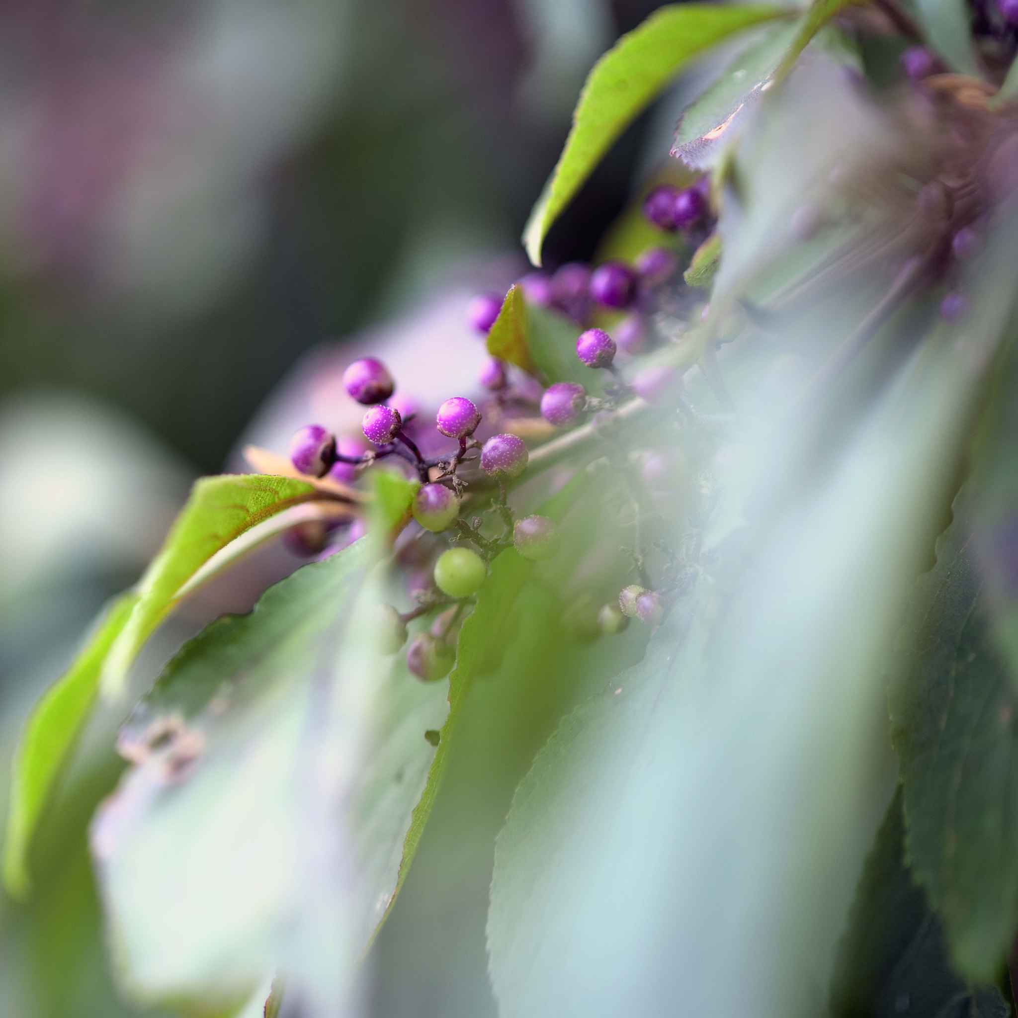 Nikon D3 sample photo