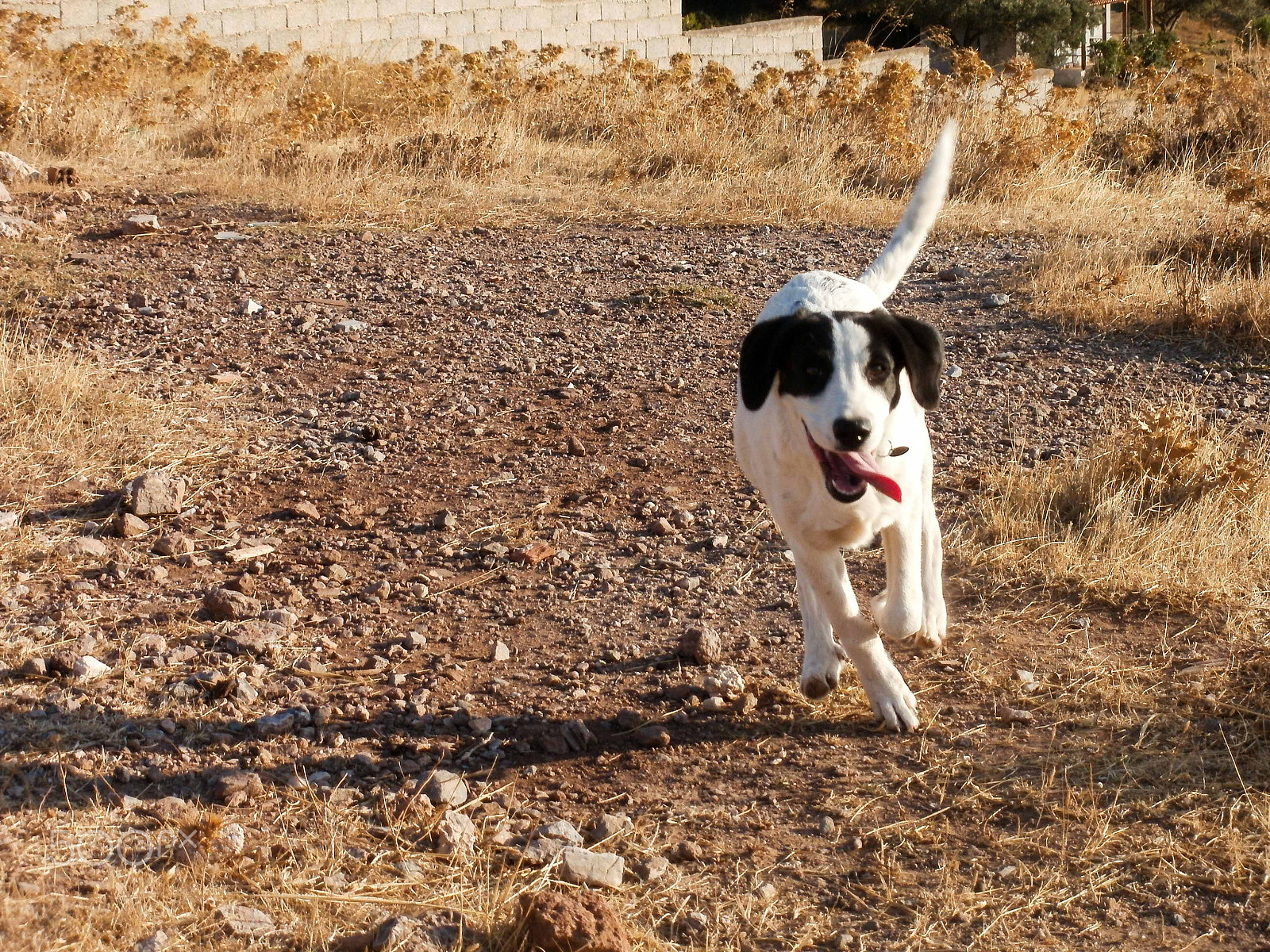 Olympus FE47,X43 sample photo. Tongue out and run photography
