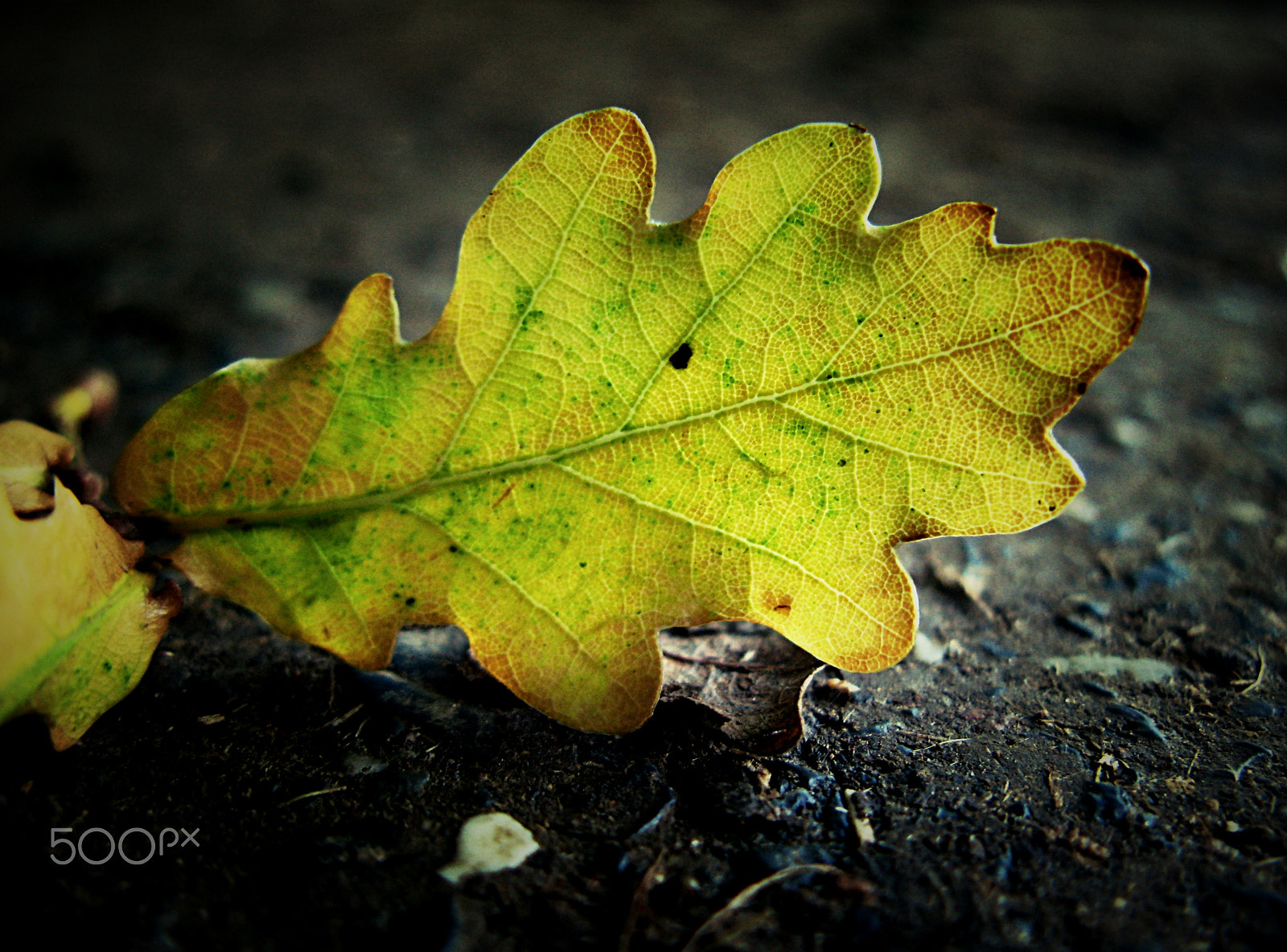 Canon POWERSHOT G7 sample photo. Autumn leaf photography
