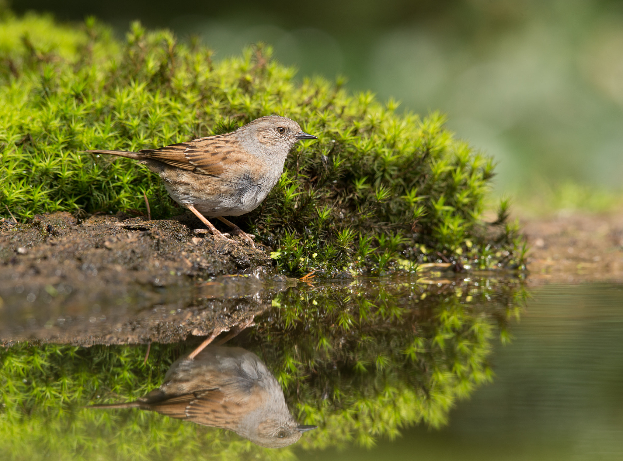 Nikon AF-S Nikkor 400mm F2.8D ED-IF II sample photo. Heggenmus photography