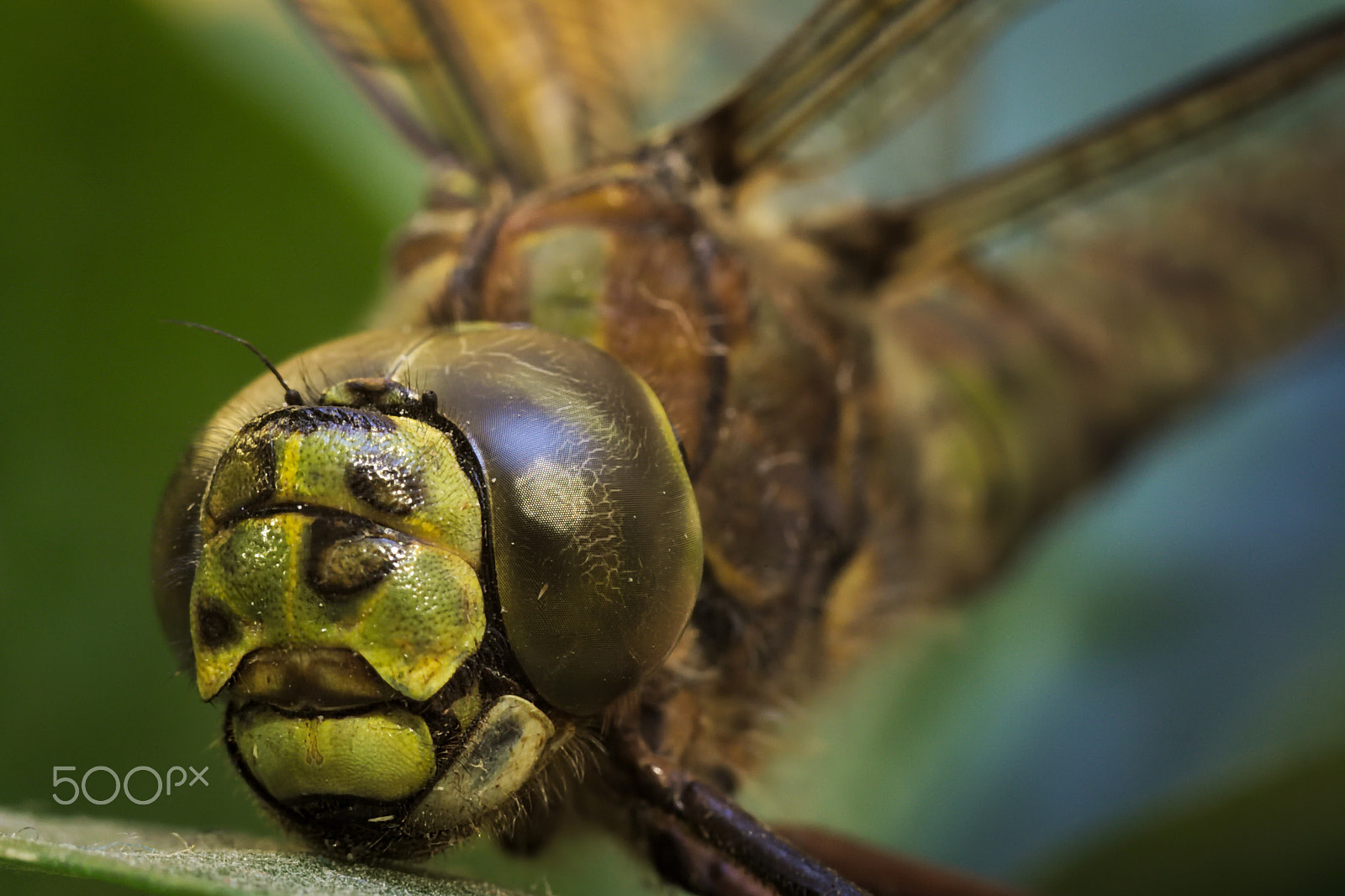 Tamron SP AF 90mm F2.8 Di Macro sample photo. Dragonfly photography