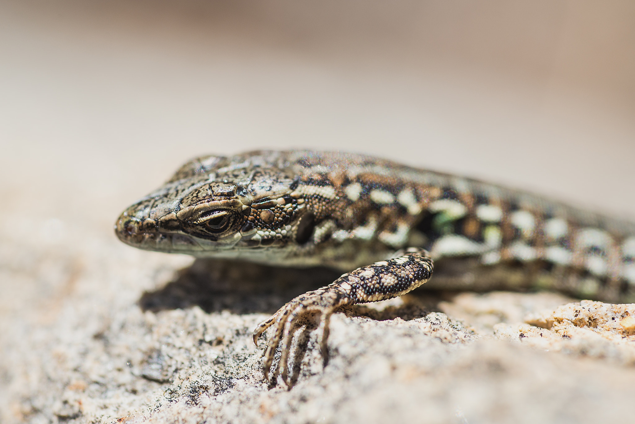 Nikon D610 + Nikon AF Micro-Nikkor 60mm F2.8D sample photo. Lizard photography