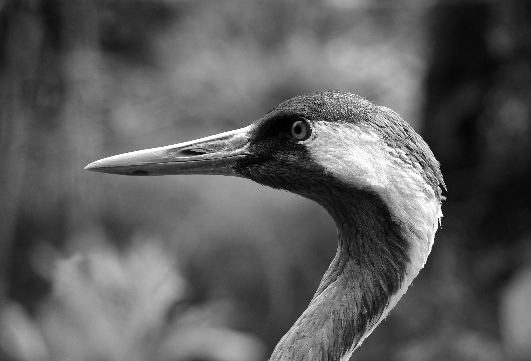 Pentax K-r + smc PENTAX-DA L 50-200mm F4-5.6 ED sample photo. Crane in b&w photography