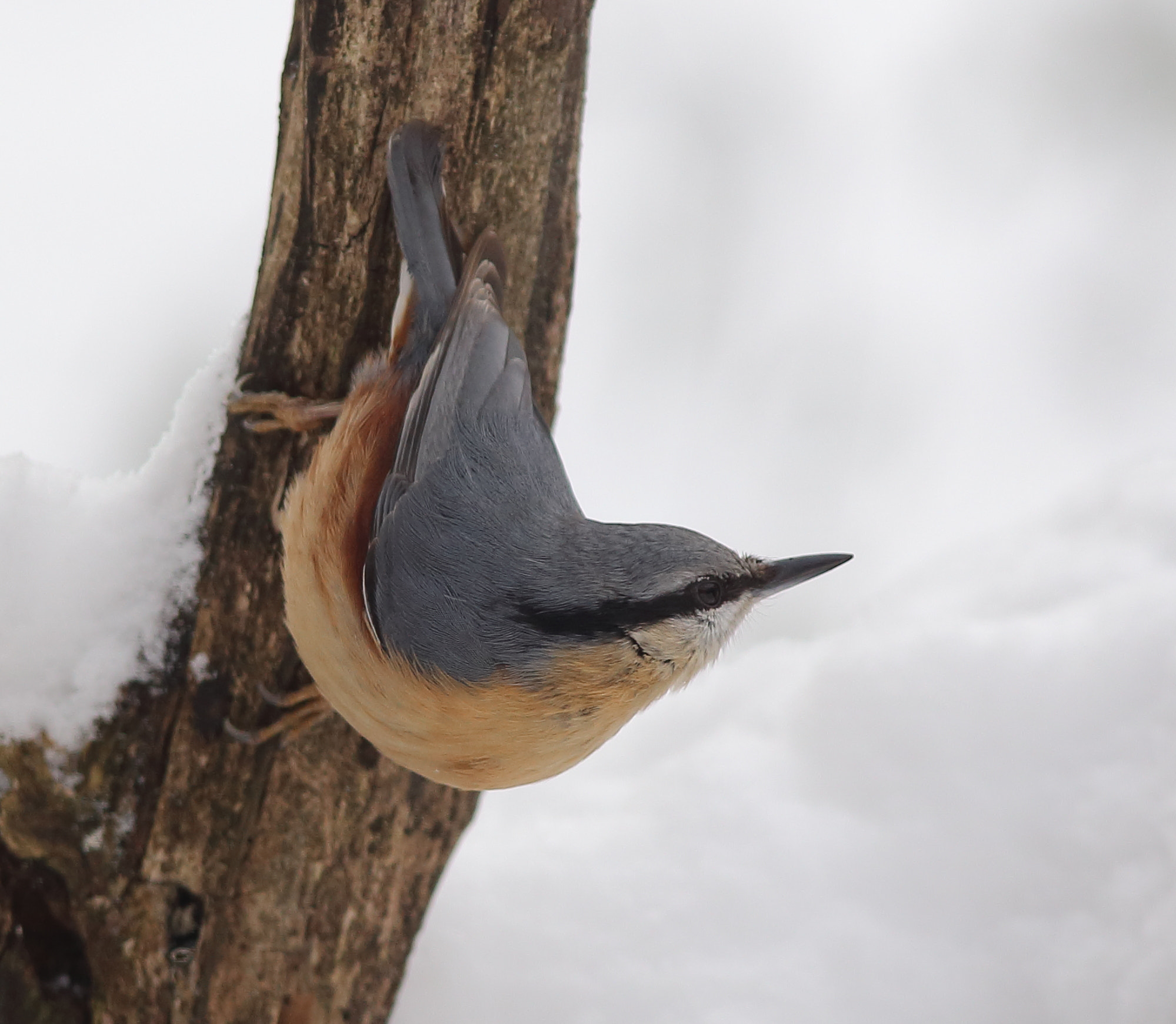 Canon EOS 6D + Canon EF 300mm F4L IS USM sample photo. Nuthatch photography