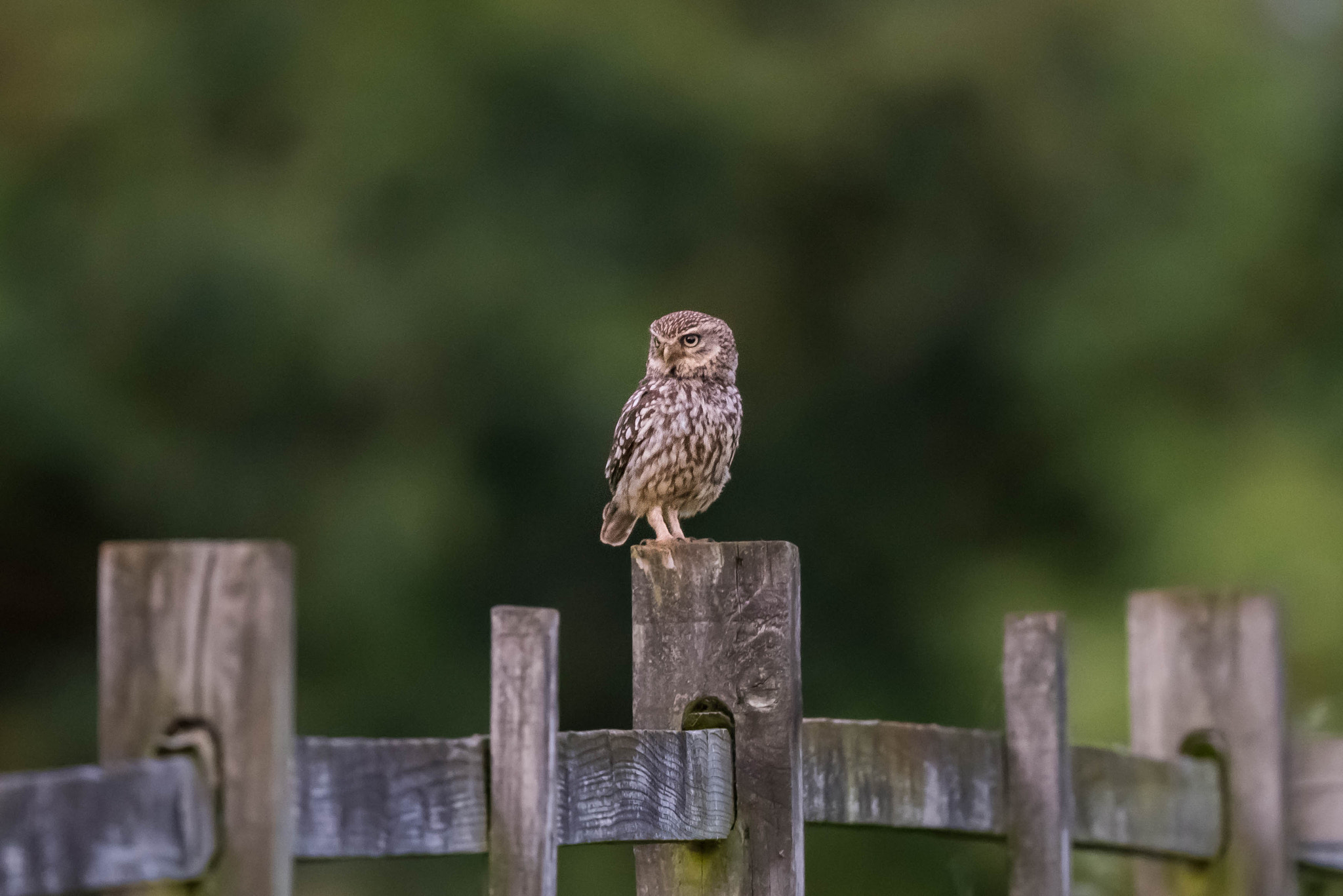 Nikon AF-S Nikkor 500mm F4E FL ED VR sample photo. Little owl photography