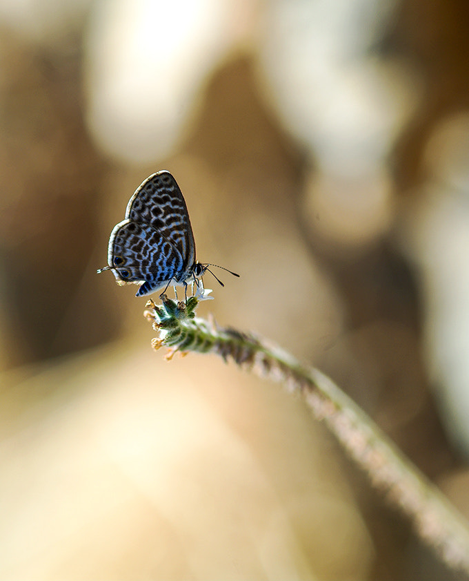 Pentax K20D sample photo. Bokeh photography