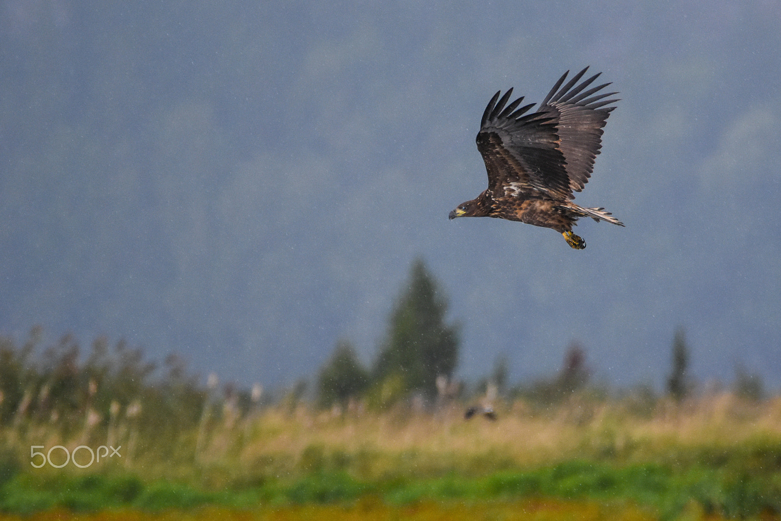 Nikon D7200 + Tamron SP 150-600mm F5-6.3 Di VC USD sample photo. Sea eagle side view photography