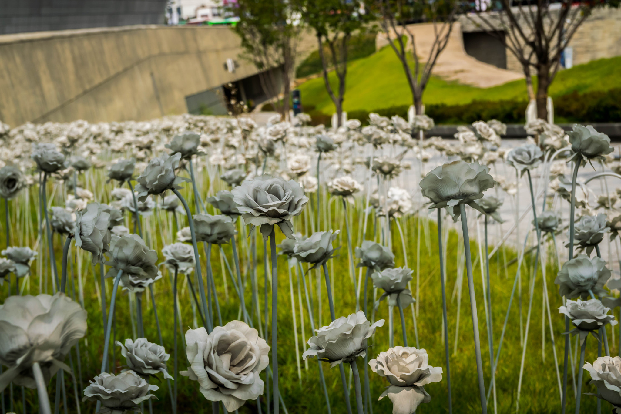 Nikon D5300 + Sigma 18-50mm F2.8 EX DC Macro sample photo. White flower field photography