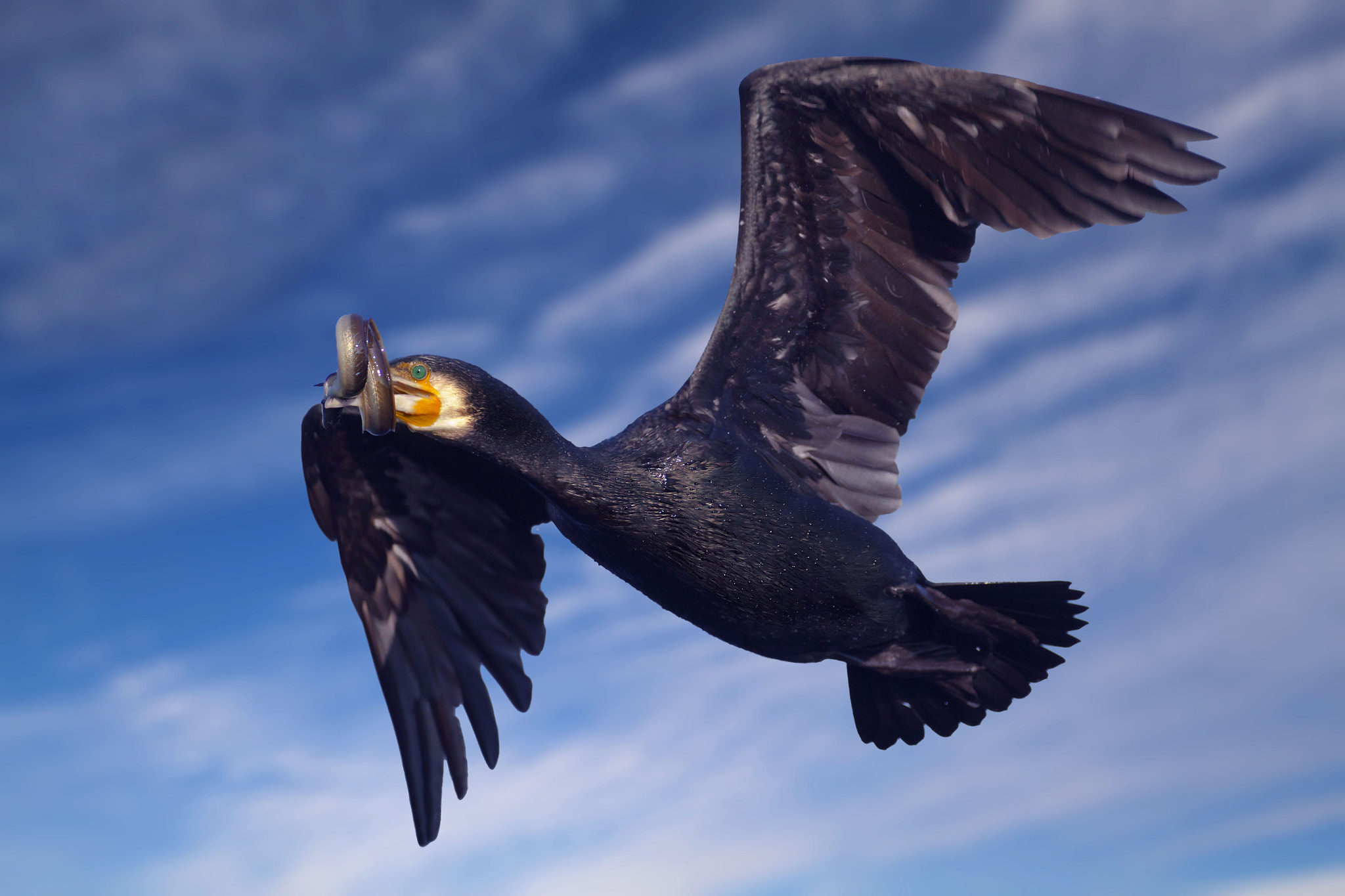 Canon EOS 7D + Sigma 8-16mm F4.5-5.6 DC HSM sample photo. Cormorant photography