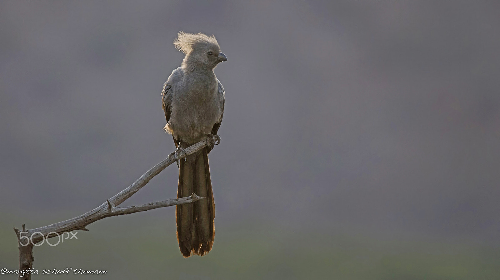 Tamron SP 150-600mm F5-6.3 Di VC USD sample photo. Go away bird with backlight... photography