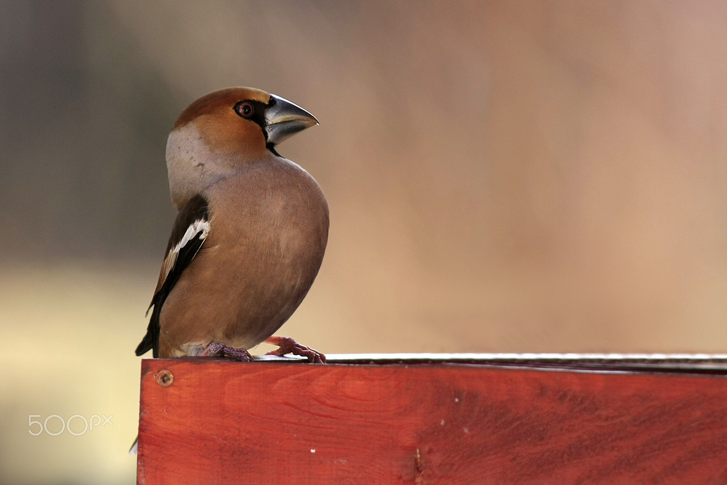 Canon EF 70-200mm F2.8L USM sample photo. Hawfinch photography