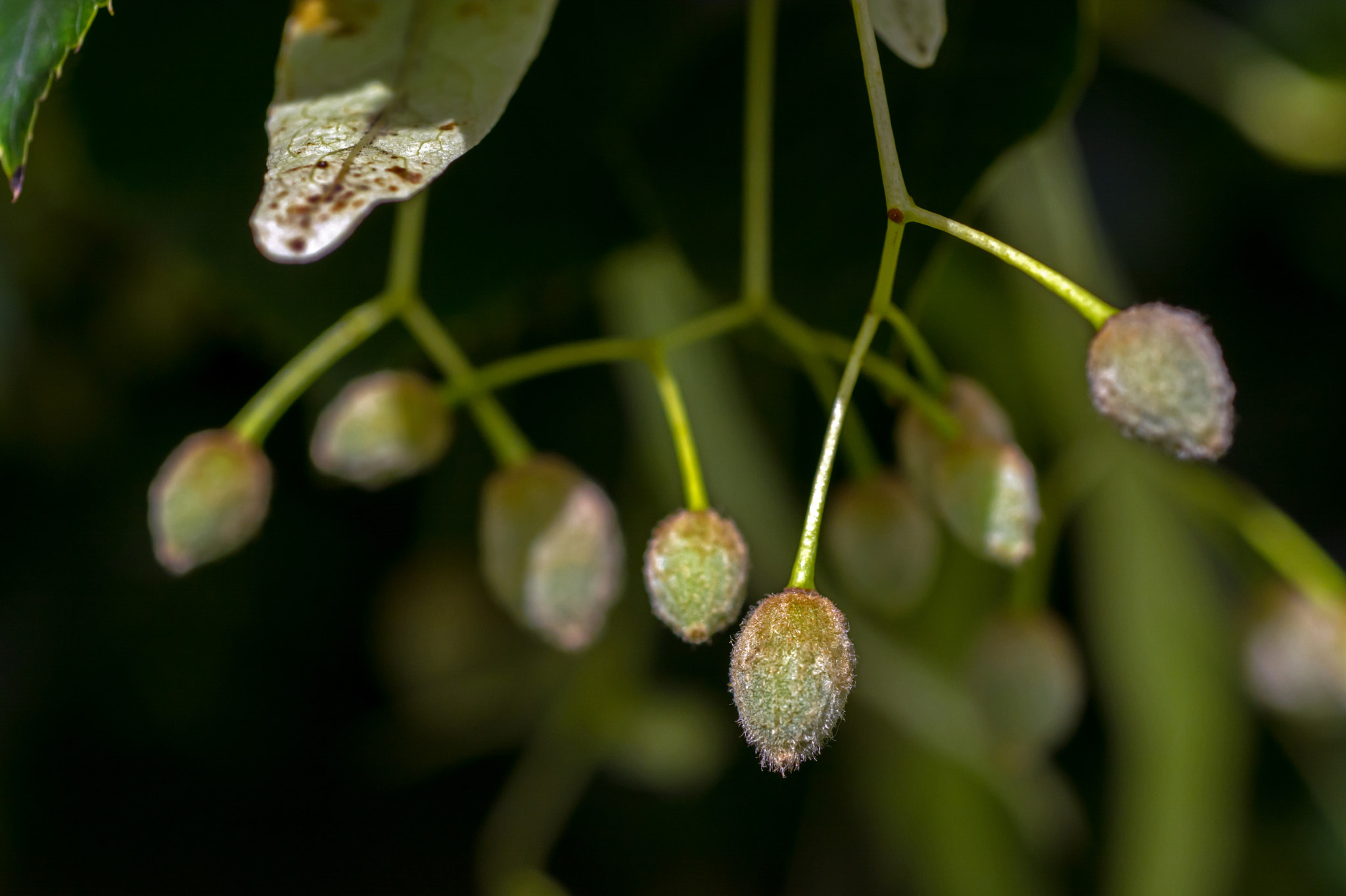 AF Micro-Nikkor 60mm f/2.8 sample photo. With just a squeeze of lime. photography