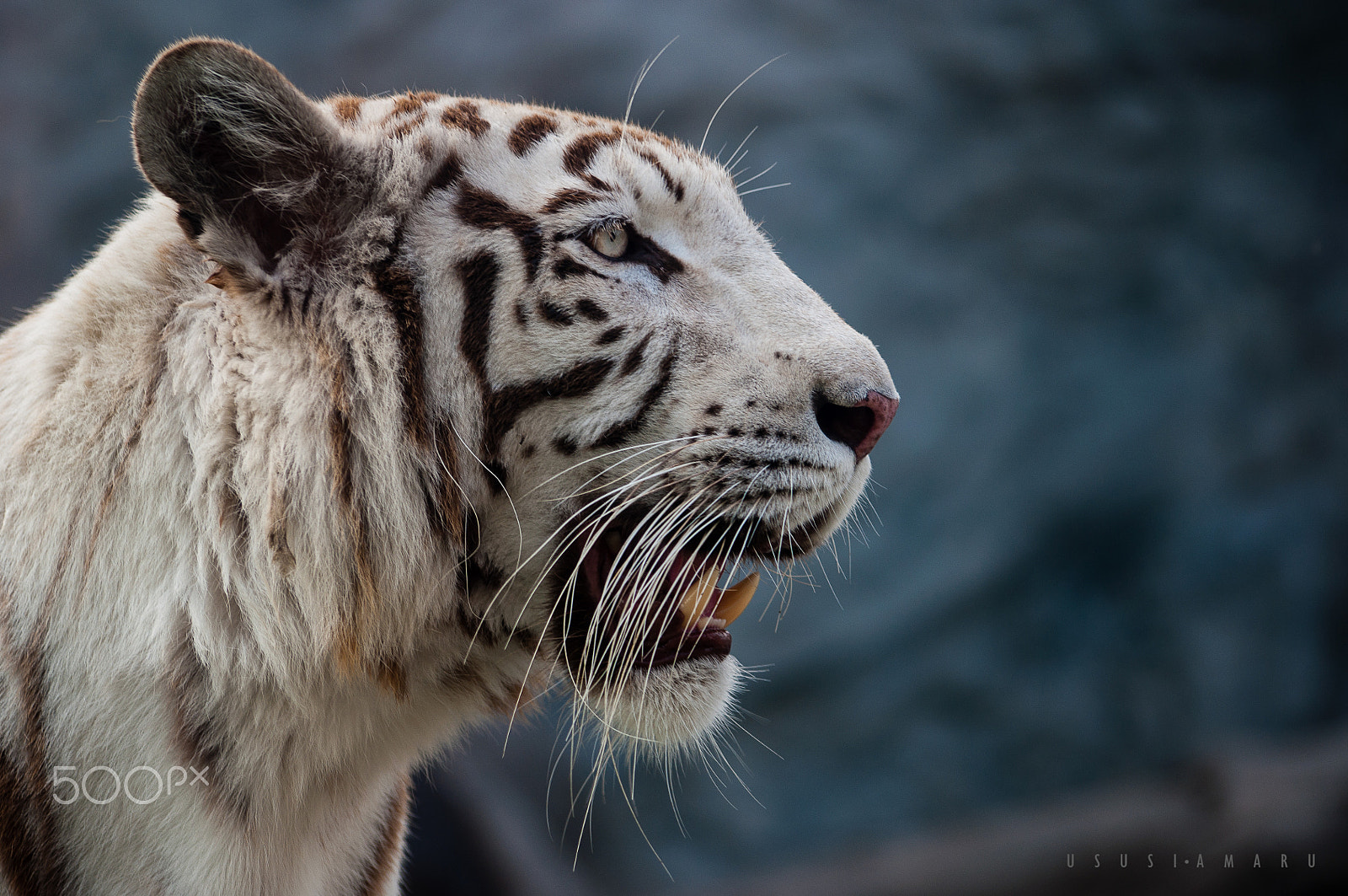 Nikon D5000 sample photo. White bengal tiger photography