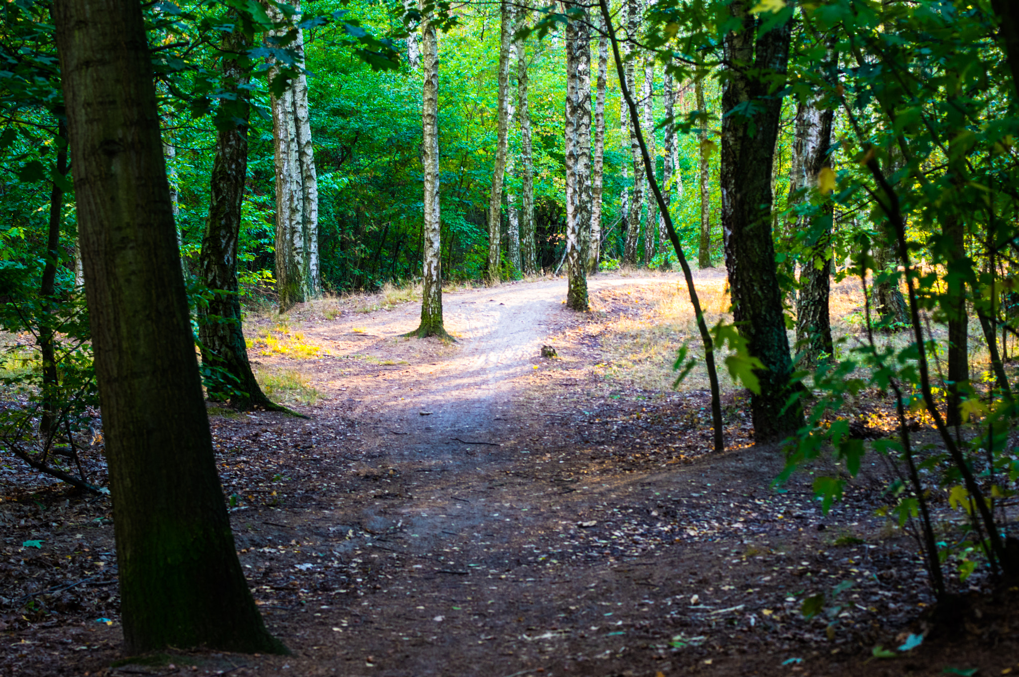 Pentax K-3 + Pentax smc D-FA 50mm F2.8 Macro sample photo. Warsaw wood photography