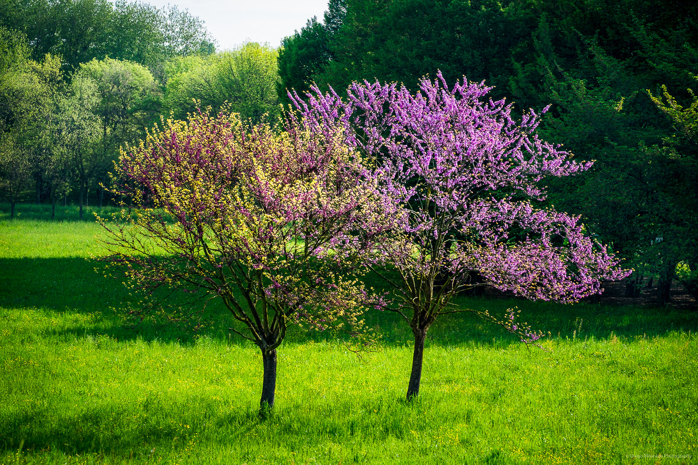 Fujifilm X-E1 + Fujifilm XF 55-200mm F3.5-4.8 R LM OIS sample photo. Color mix, genesis of the red photography