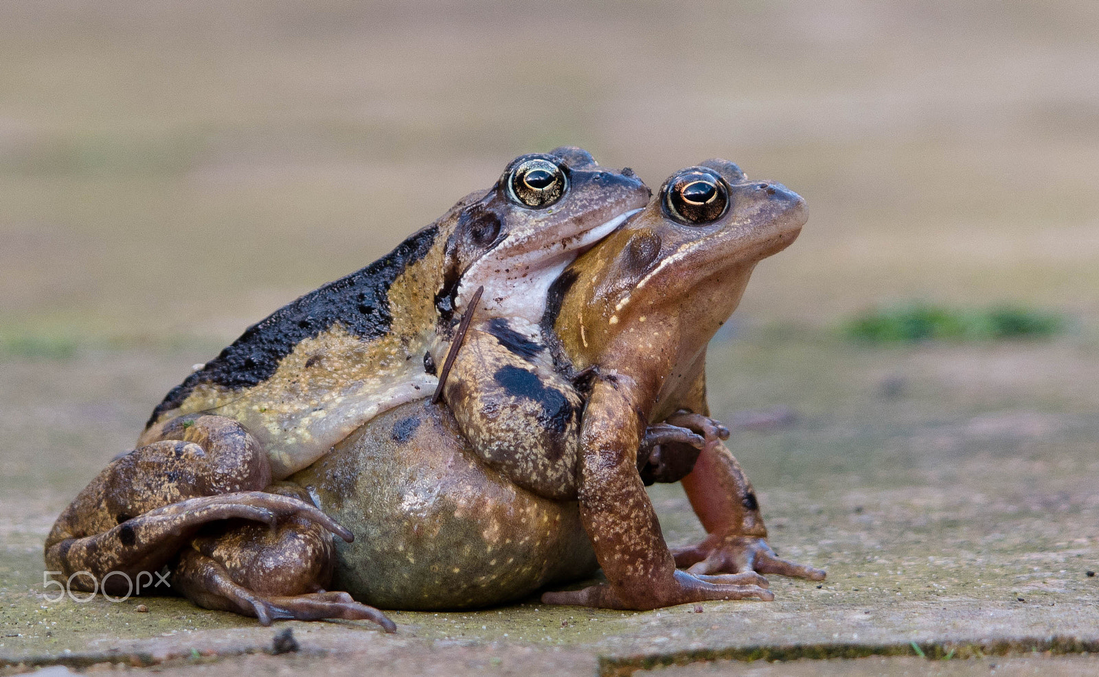 Samsung NX 50-200mm F4-5.6 ED OIS sample photo. Hold on tight  photography