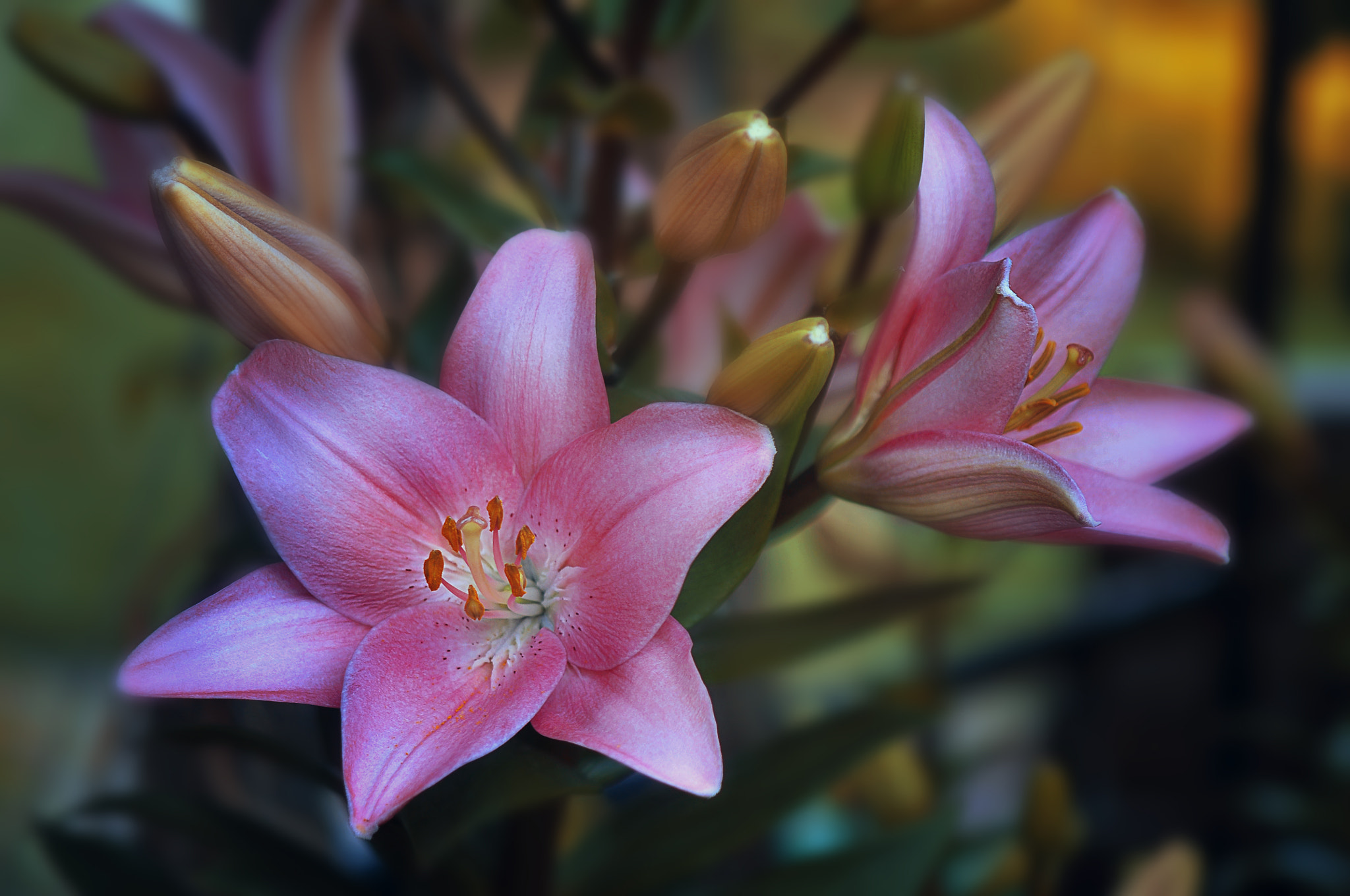 AF Micro-Nikkor 105mm f/2.8 sample photo. Прекрасные лилии photography