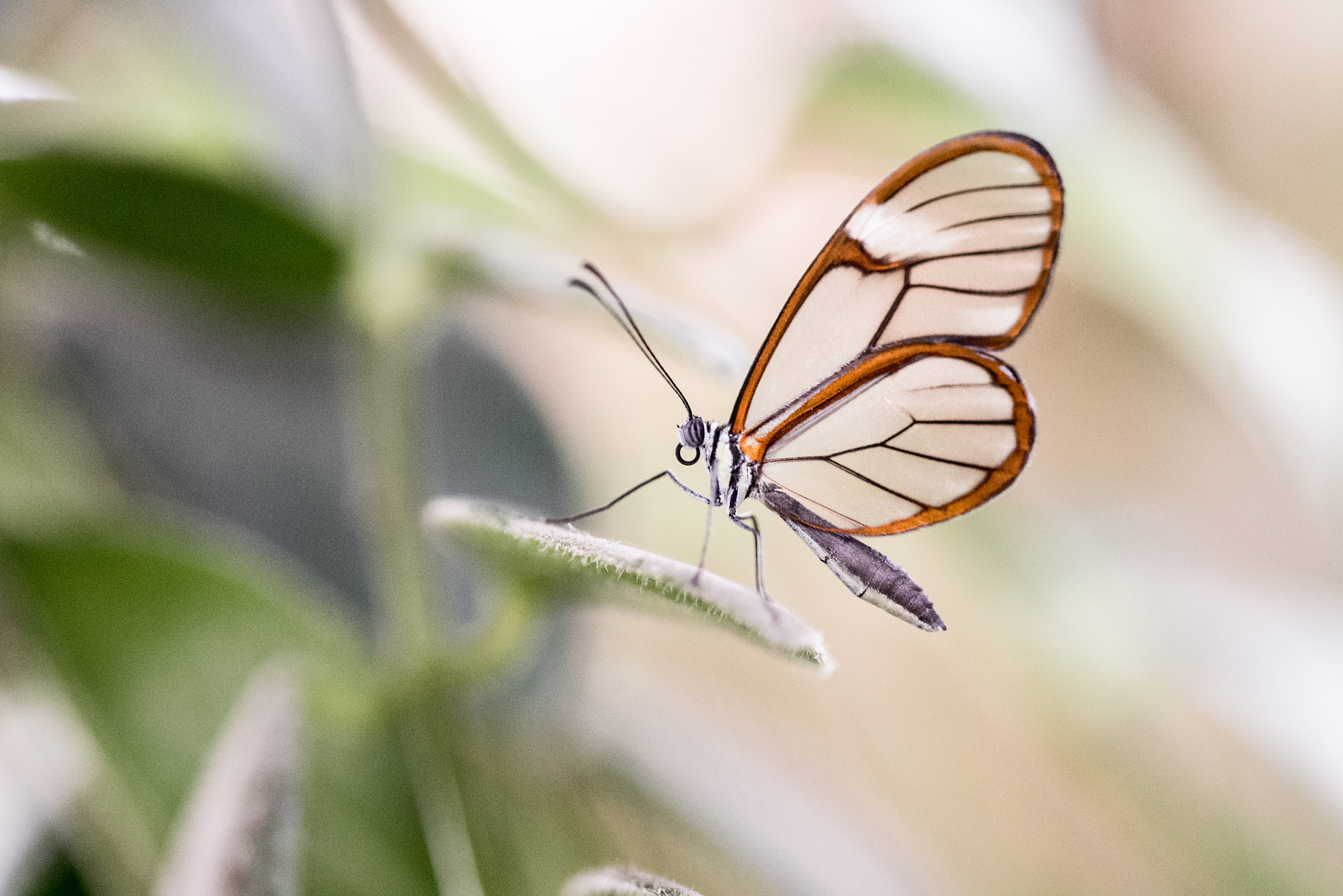 Sigma 150mm F2.8 EX DG OS Macro HSM sample photo. Greta oto photography
