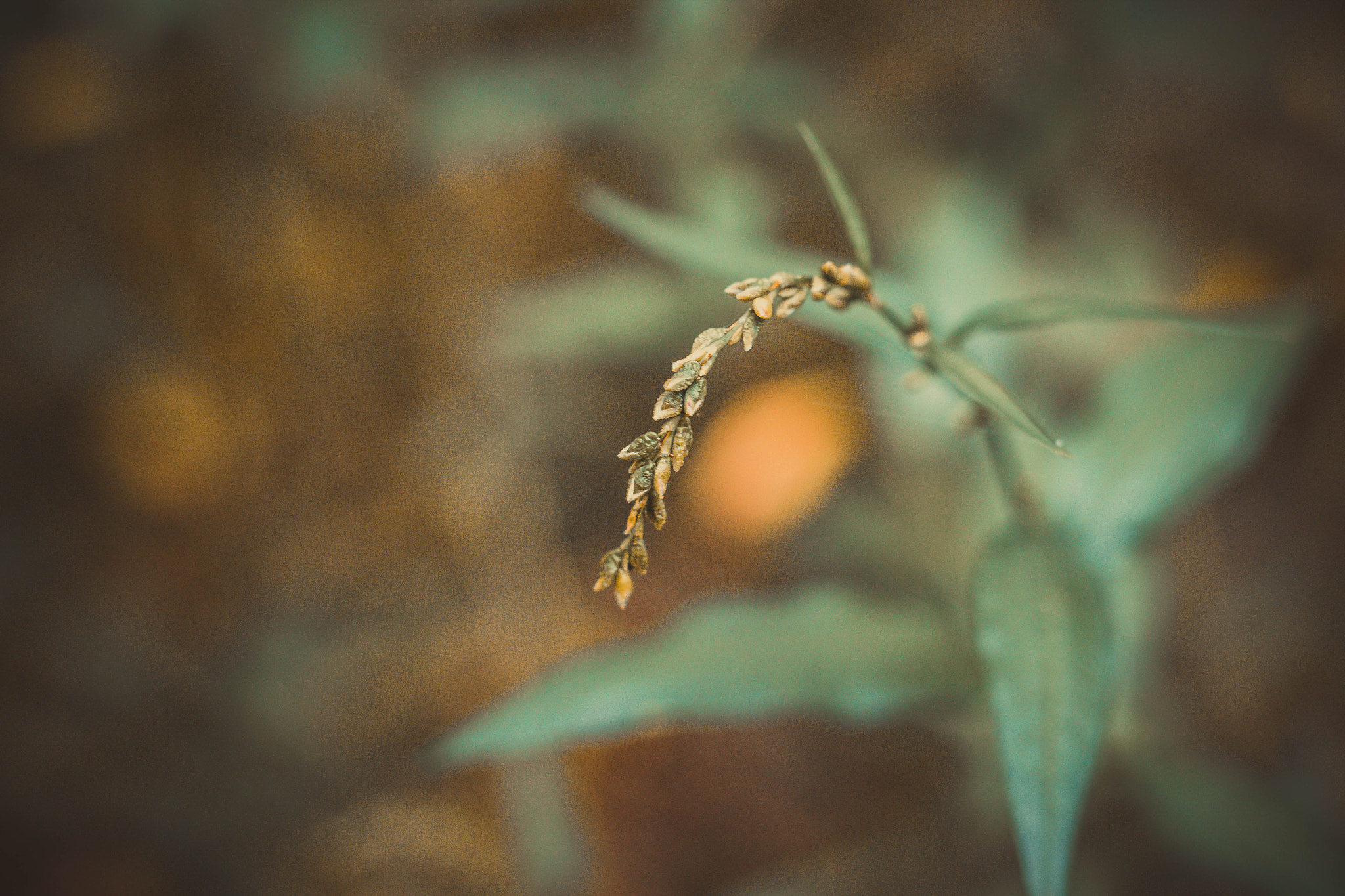 Sigma 50mm F1.4 EX DG HSM sample photo. Macro shot. photography