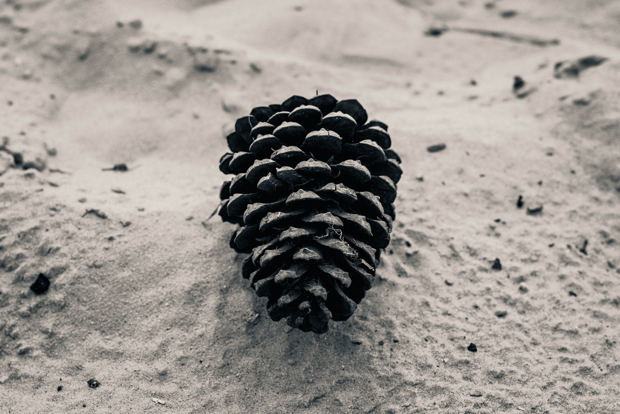 Sigma 50mm F1.4 EX DG HSM sample photo. Pinecone photography