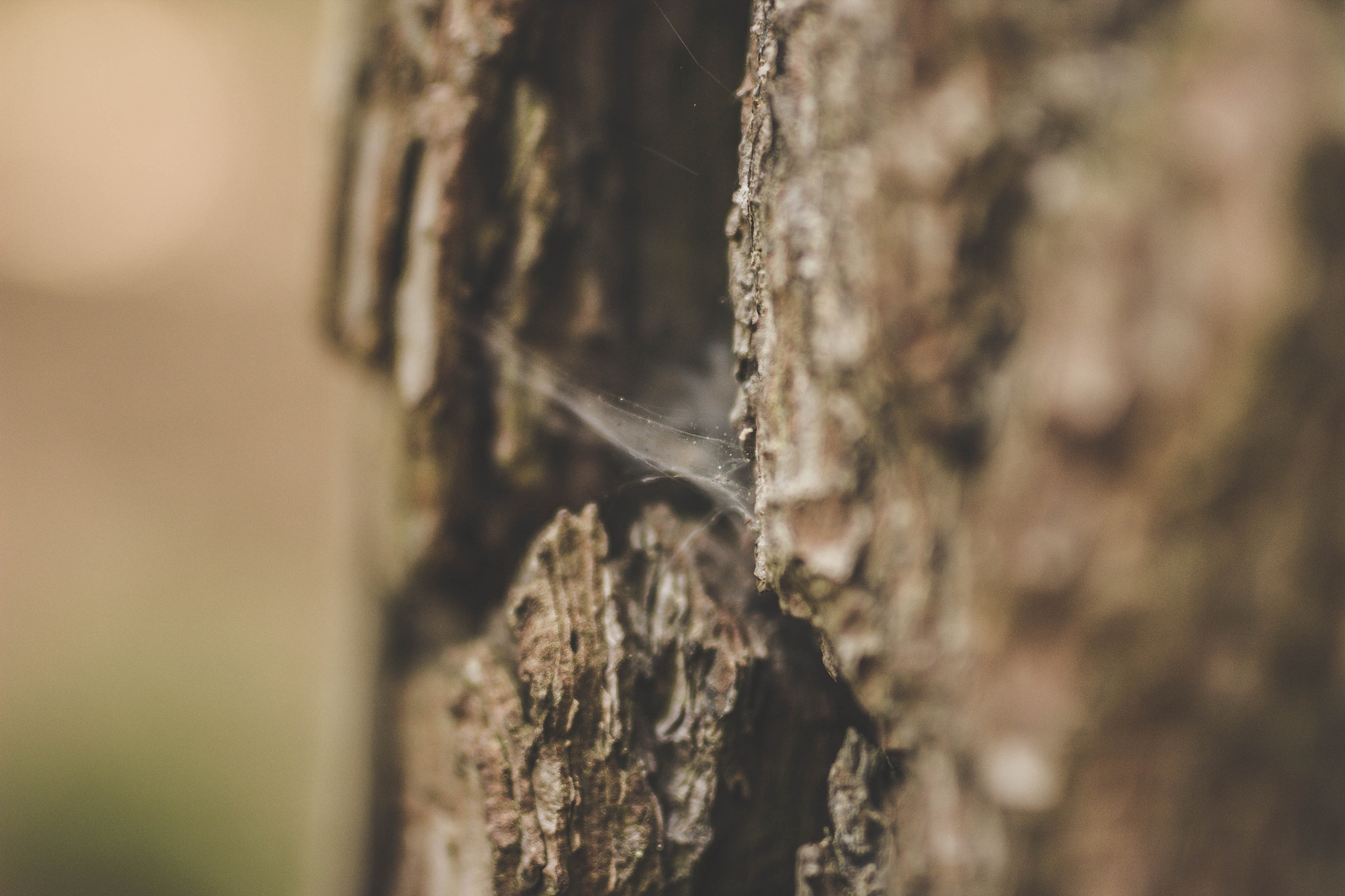 Sigma 50mm F1.4 EX DG HSM sample photo. Macro shot. photography