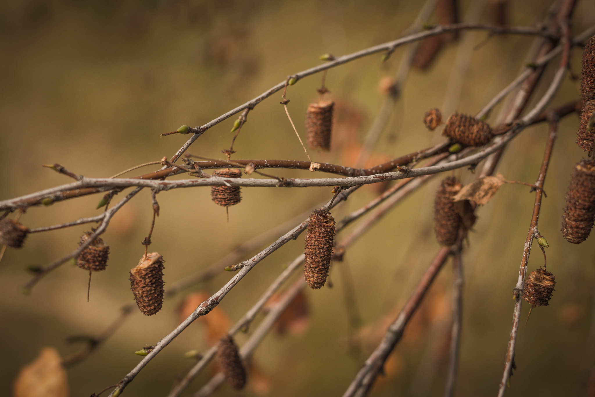 Sigma 50mm F1.4 EX DG HSM sample photo. Macro shot. photography