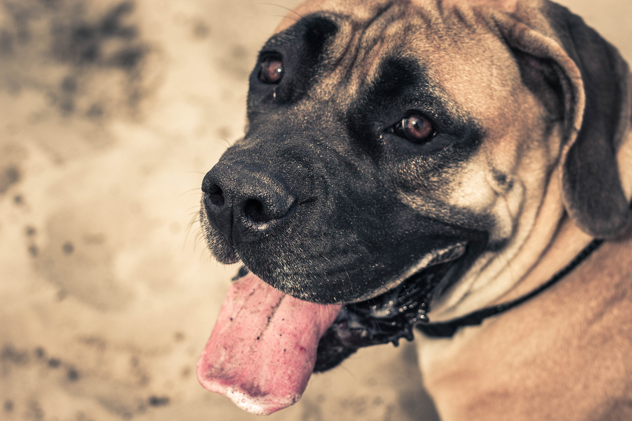 Sigma 50mm F1.4 EX DG HSM sample photo. Dog. photography