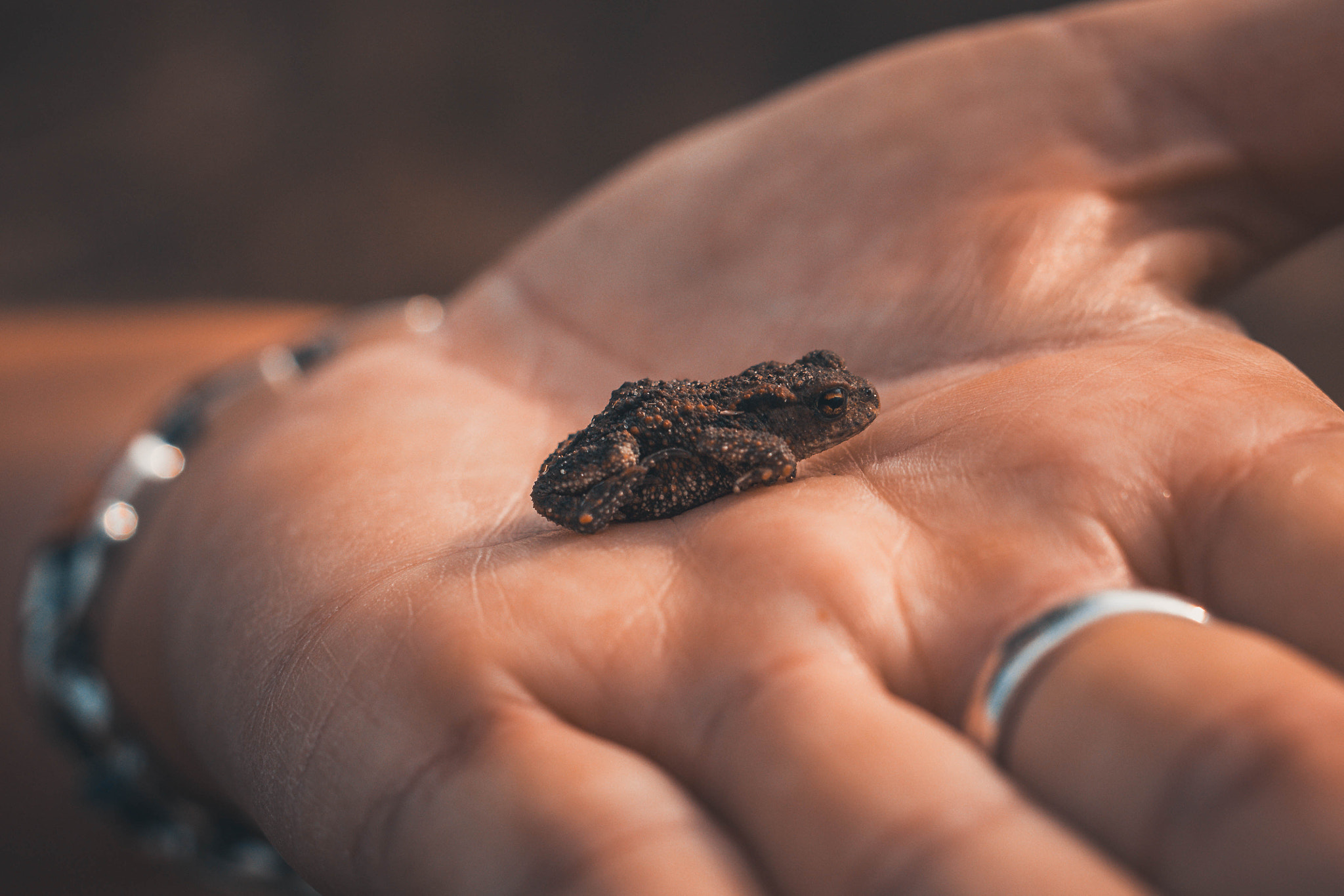 Sigma 50mm F1.4 EX DG HSM sample photo. Tiny toad. photography