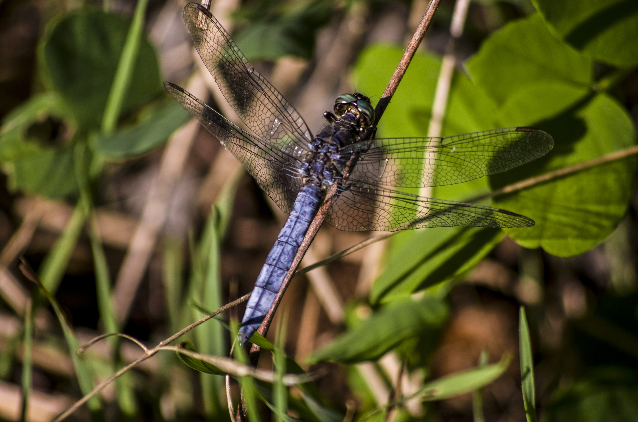 Pentax smc DA 55-300mm F4.0-5.8 ED sample photo. Dragon fly photography