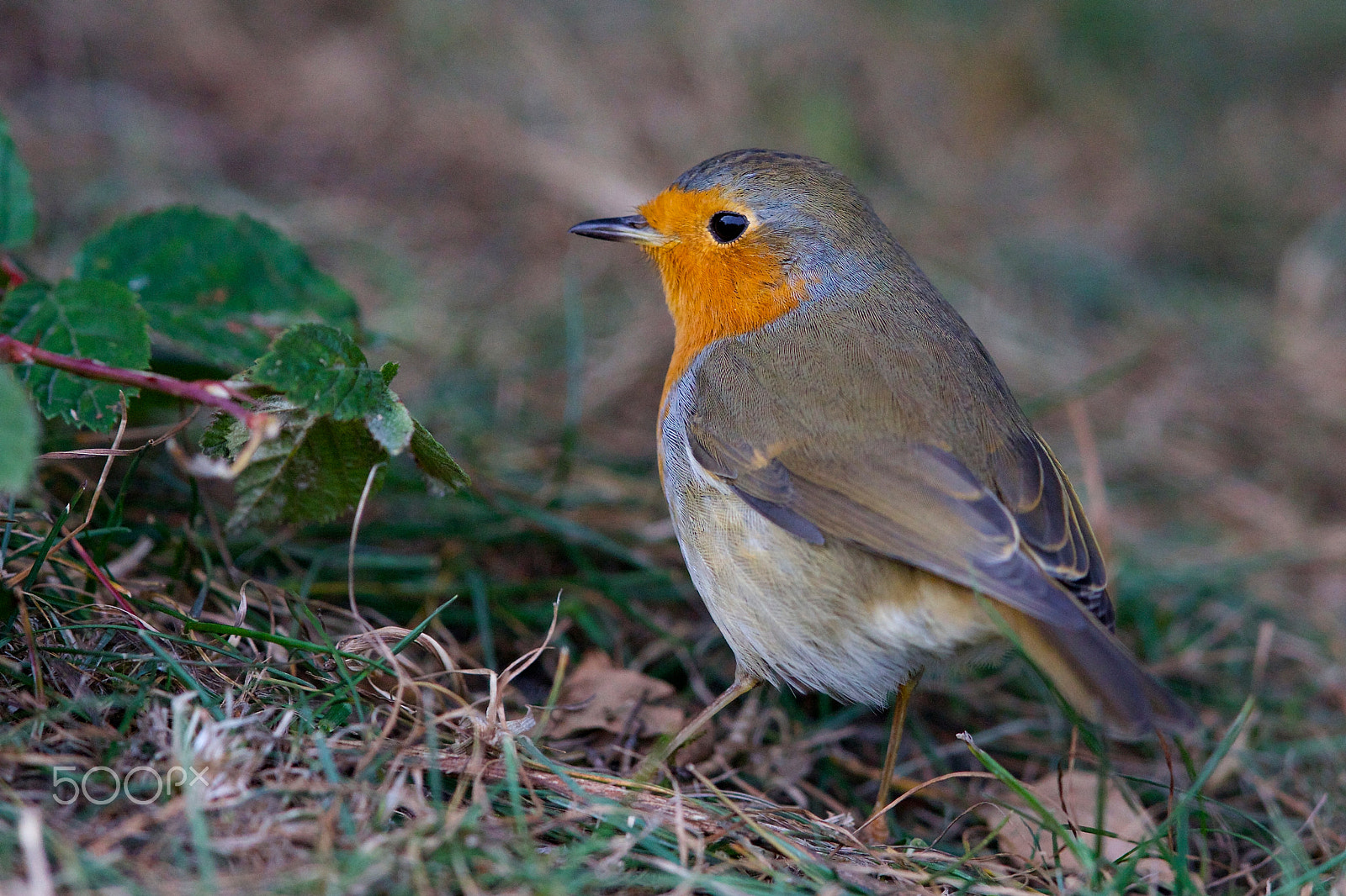 Canon EF 400mm F2.8L IS II USM sample photo. Robin photography