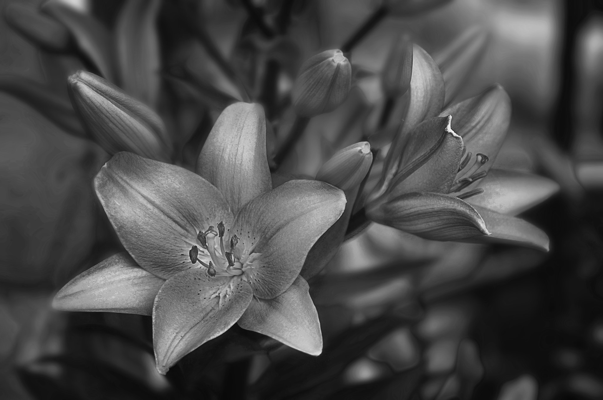Nikon D300 + AF Micro-Nikkor 105mm f/2.8 sample photo. Лилии photography