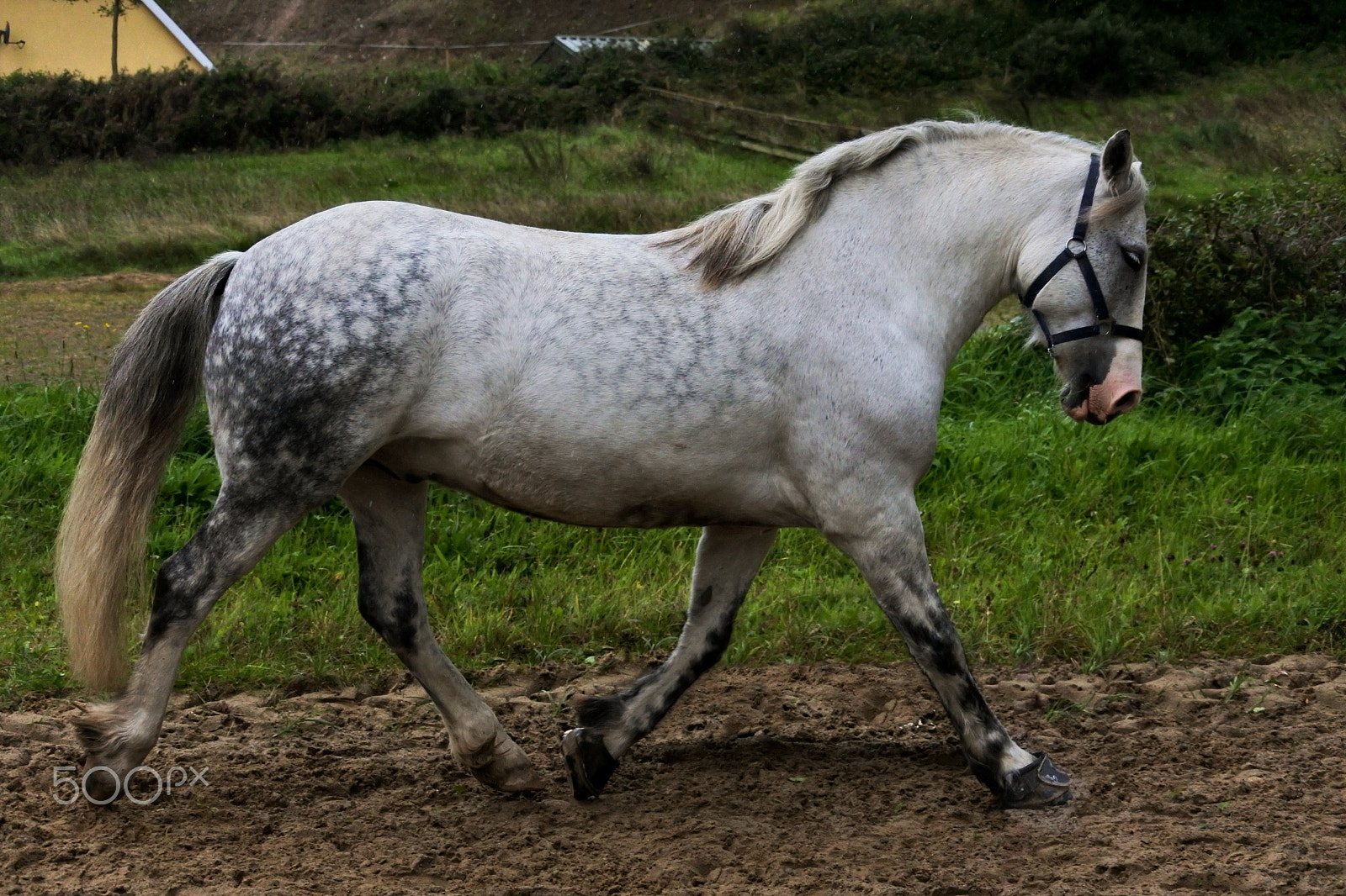 Nikon 1 Nikkor VR 30-110mm F3.8-5.6 sample photo. Perfect gait photography