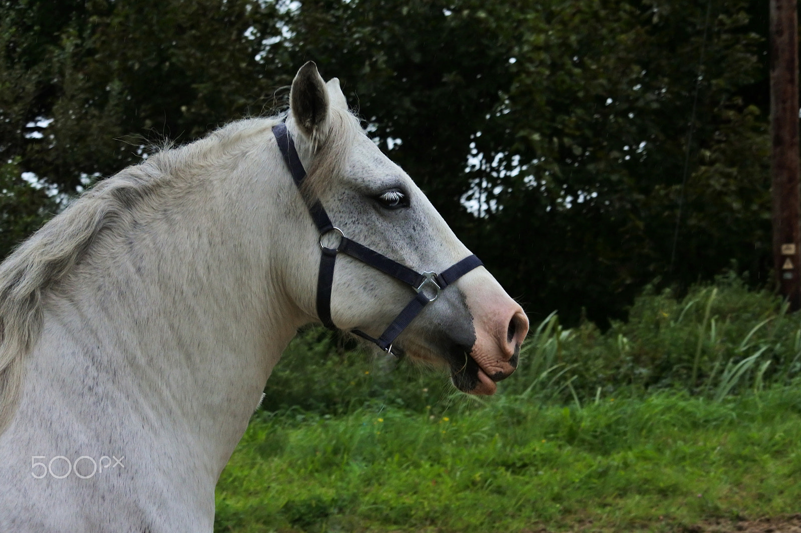 Nikon 1 J5 sample photo. Danny side profile photography